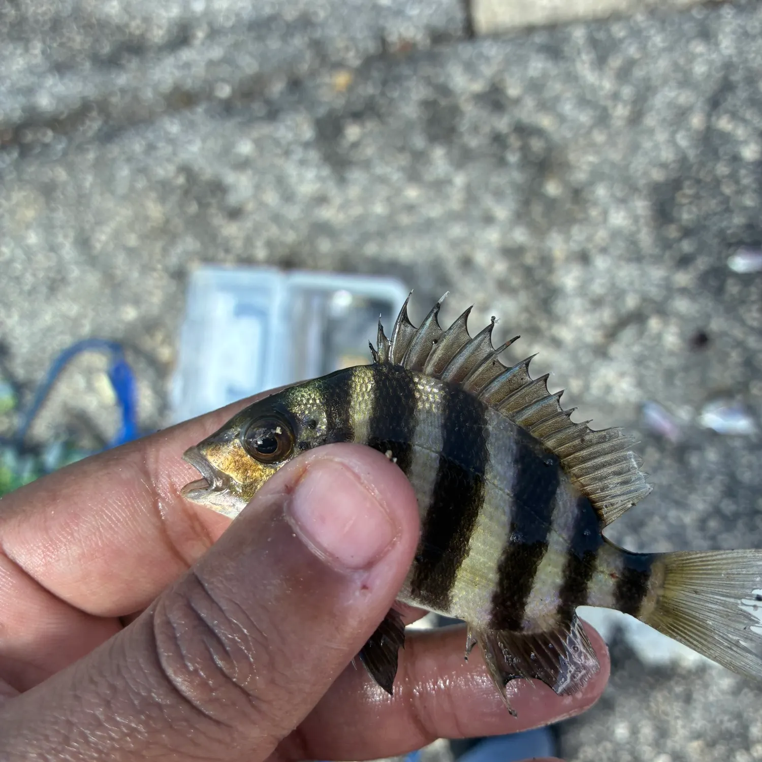 Sheepshead caught on Fishbrain