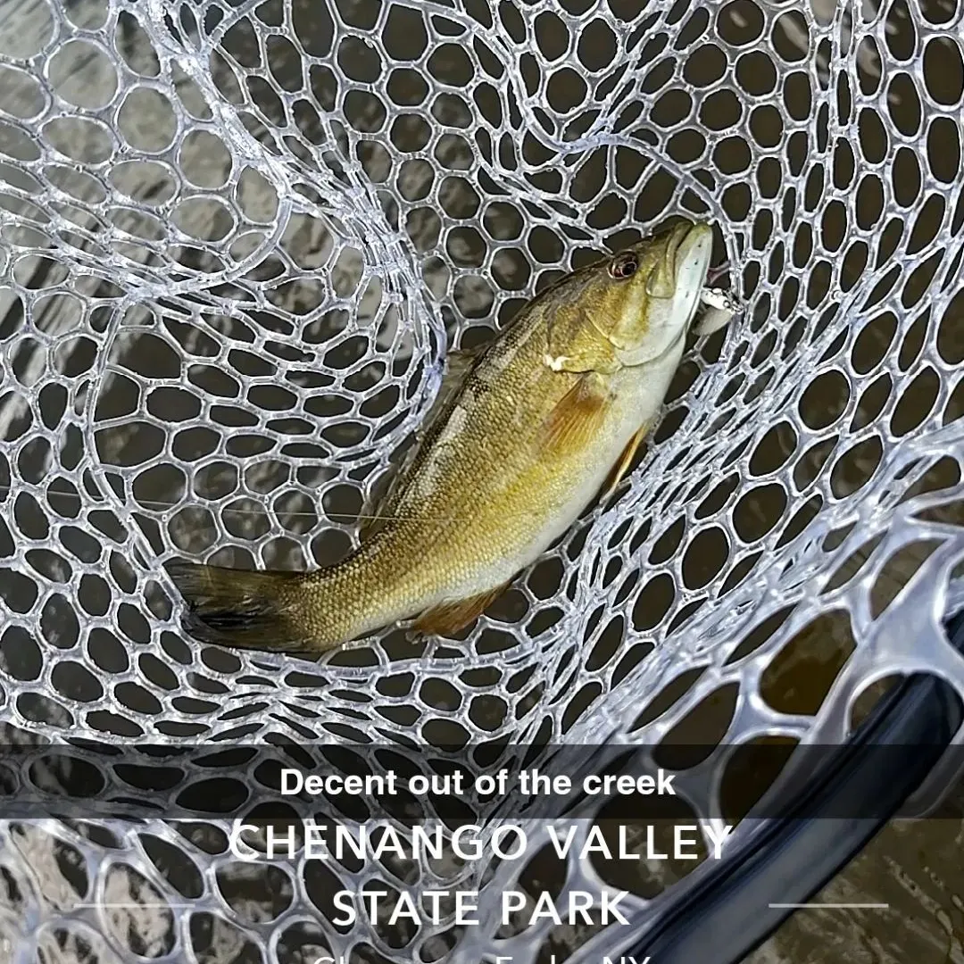 Smallmouth bass caught on Fishbrain