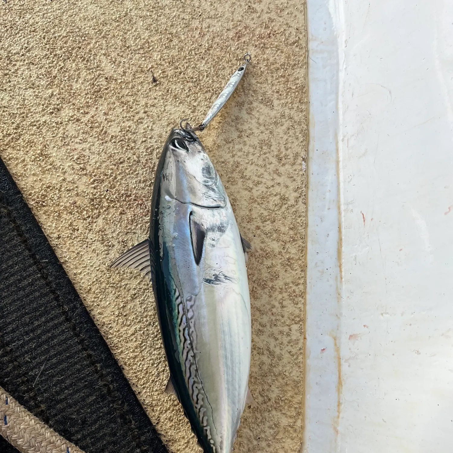 Frigate tuna caught on Fishbrain