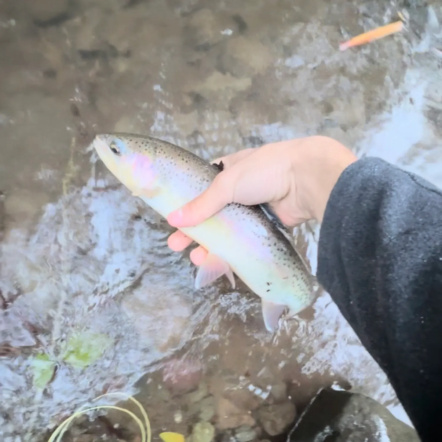 most liked catch image