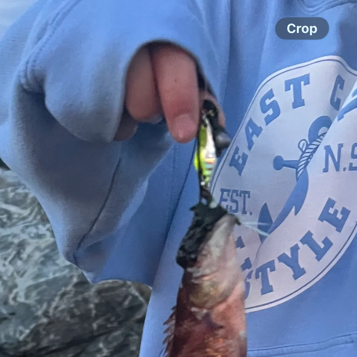Cunner caught on Fishbrain