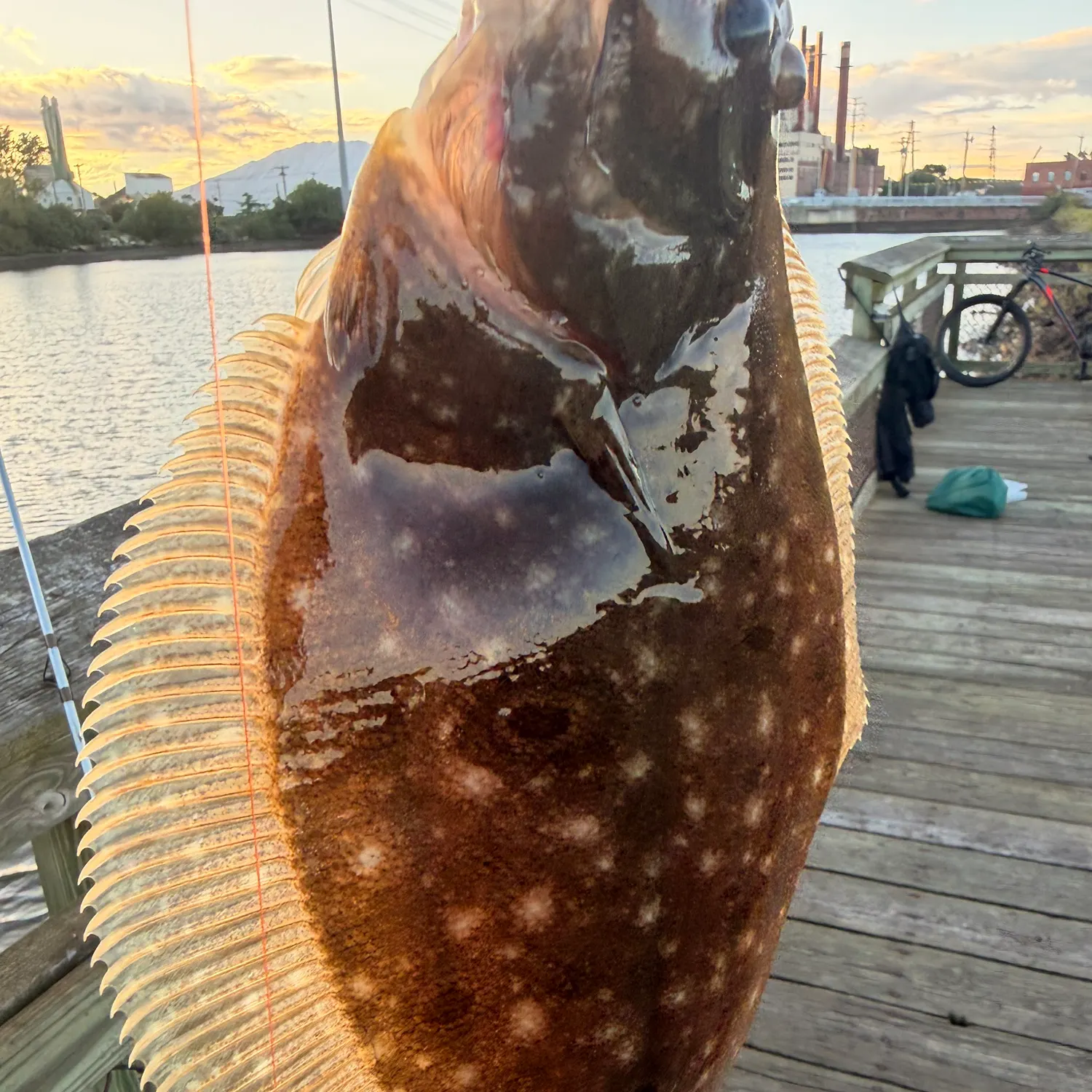 Summer flounder caught on Fishbrain