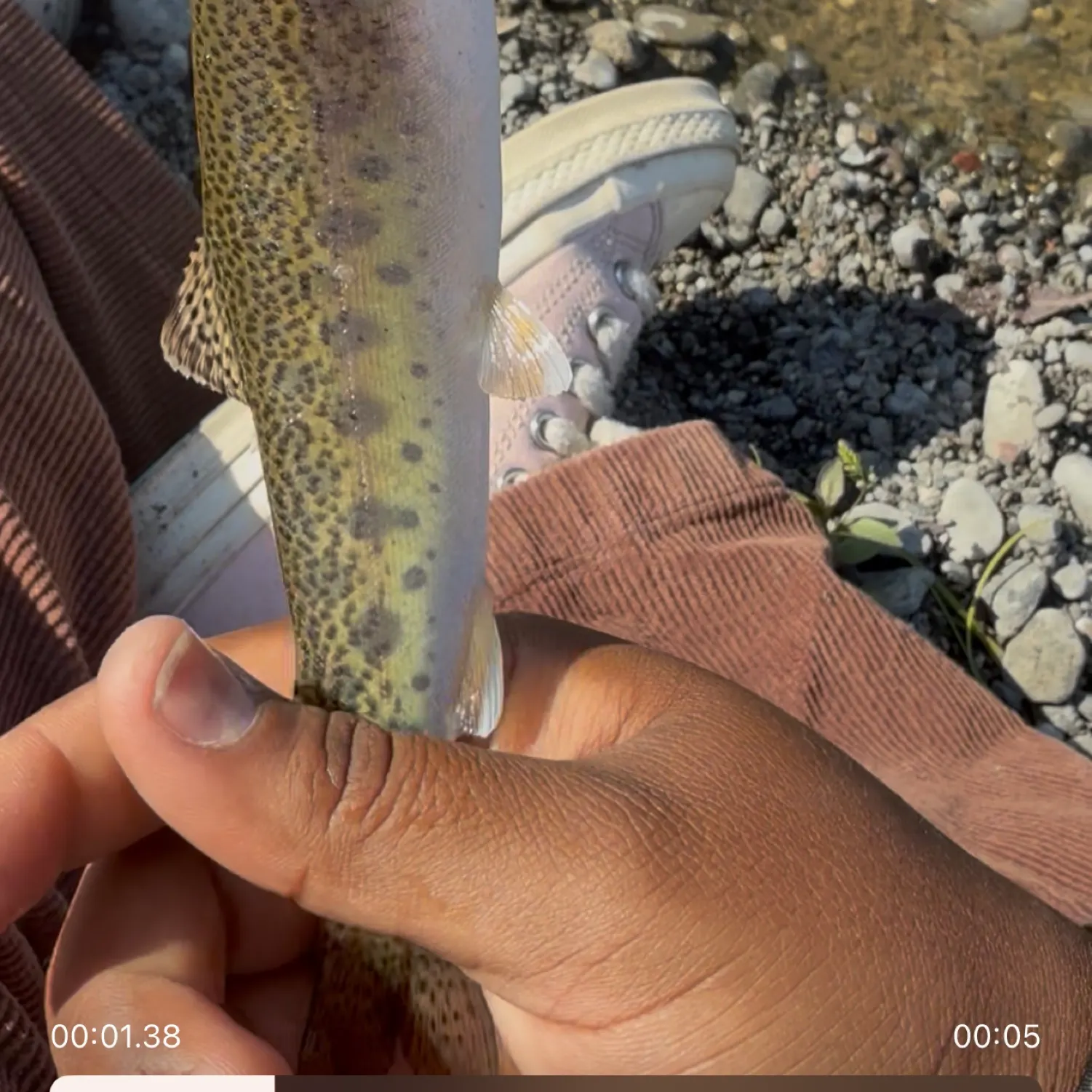 recently logged catches