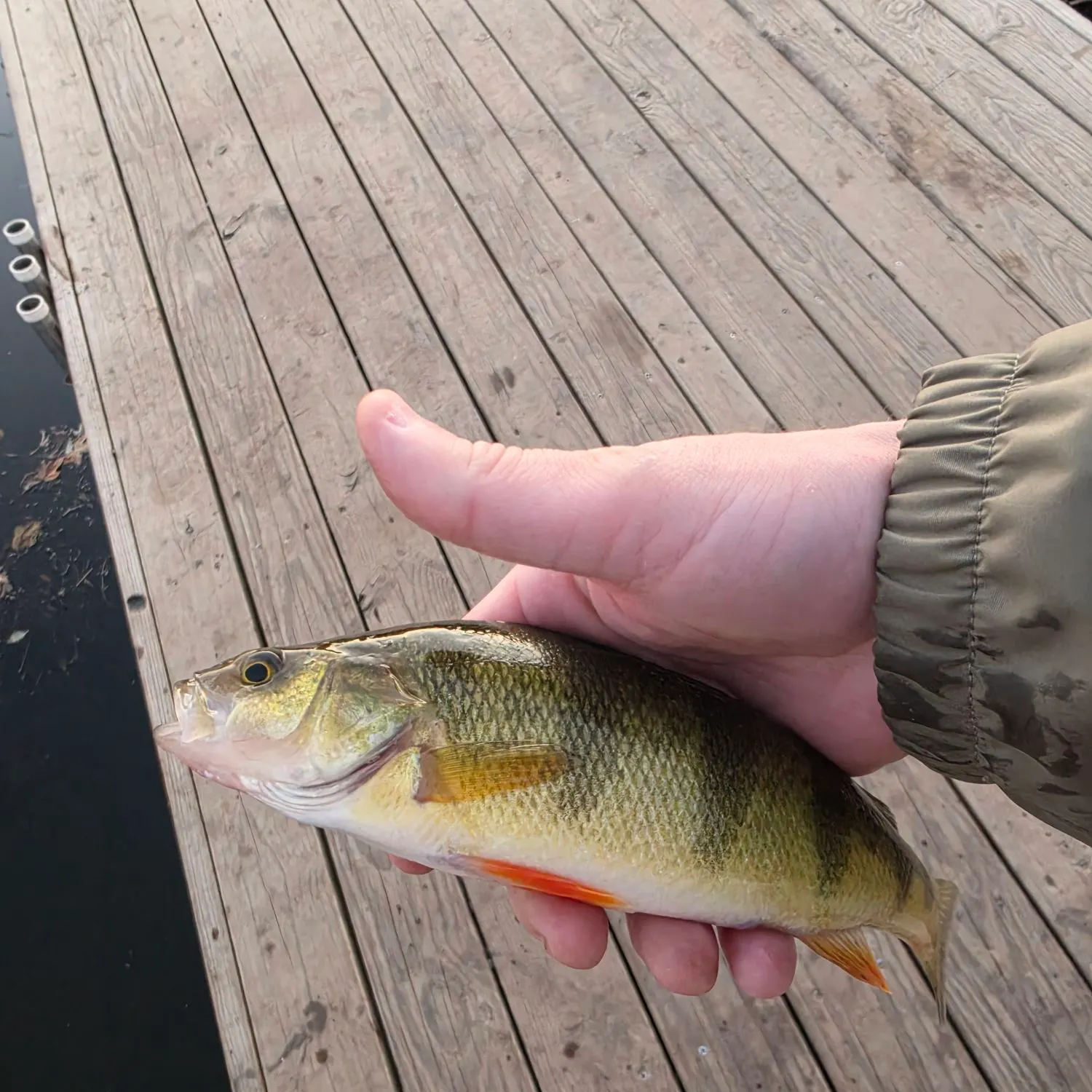Yellow perch caught on Fishbrain