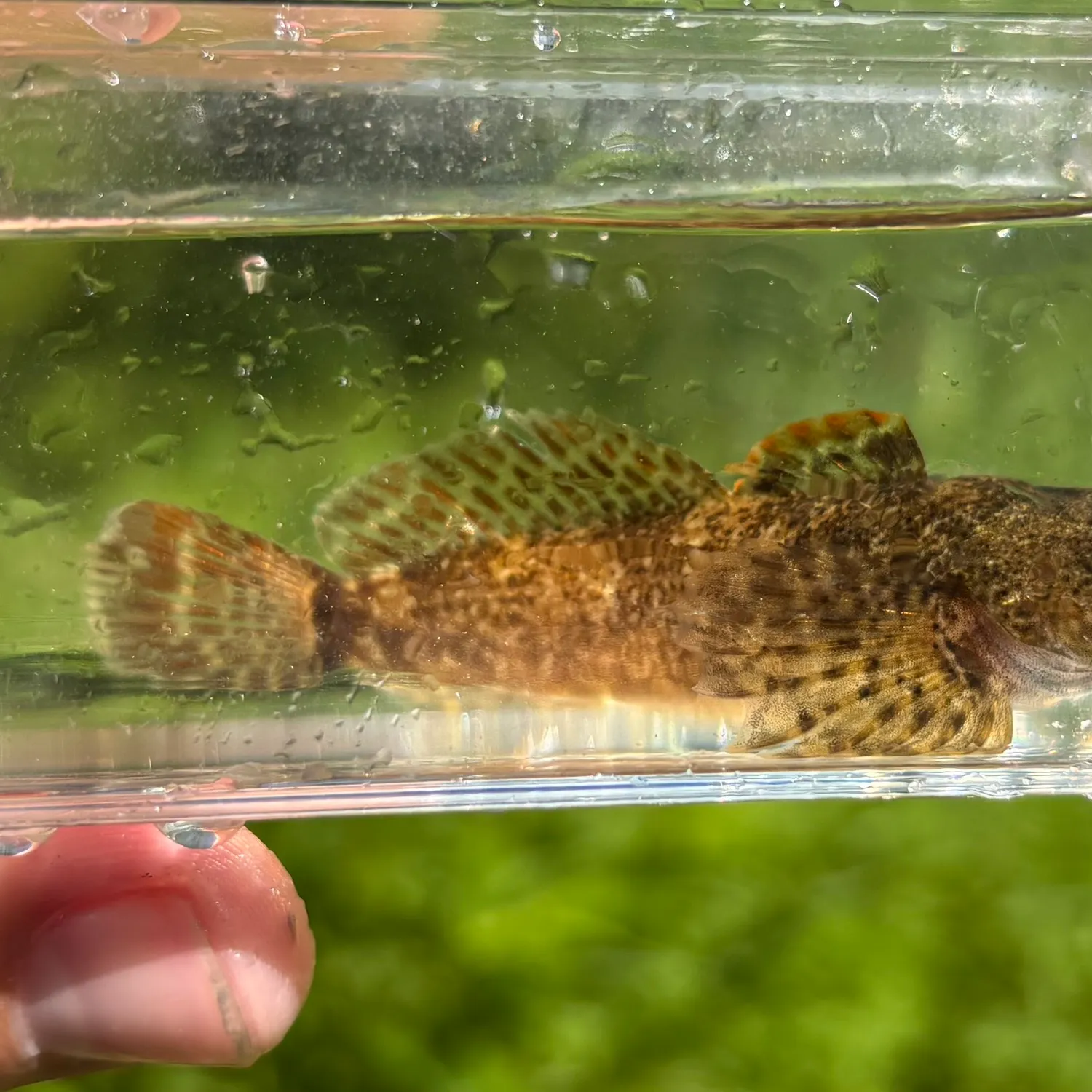 The most recent Blueridge sculpin catches on Fishbrain