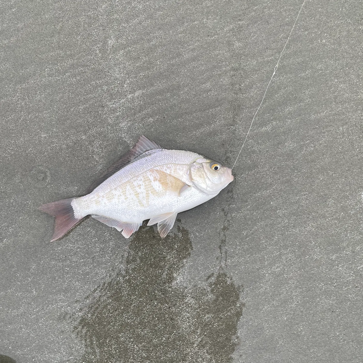 The most recent Silver surfperch catches on Fishbrain