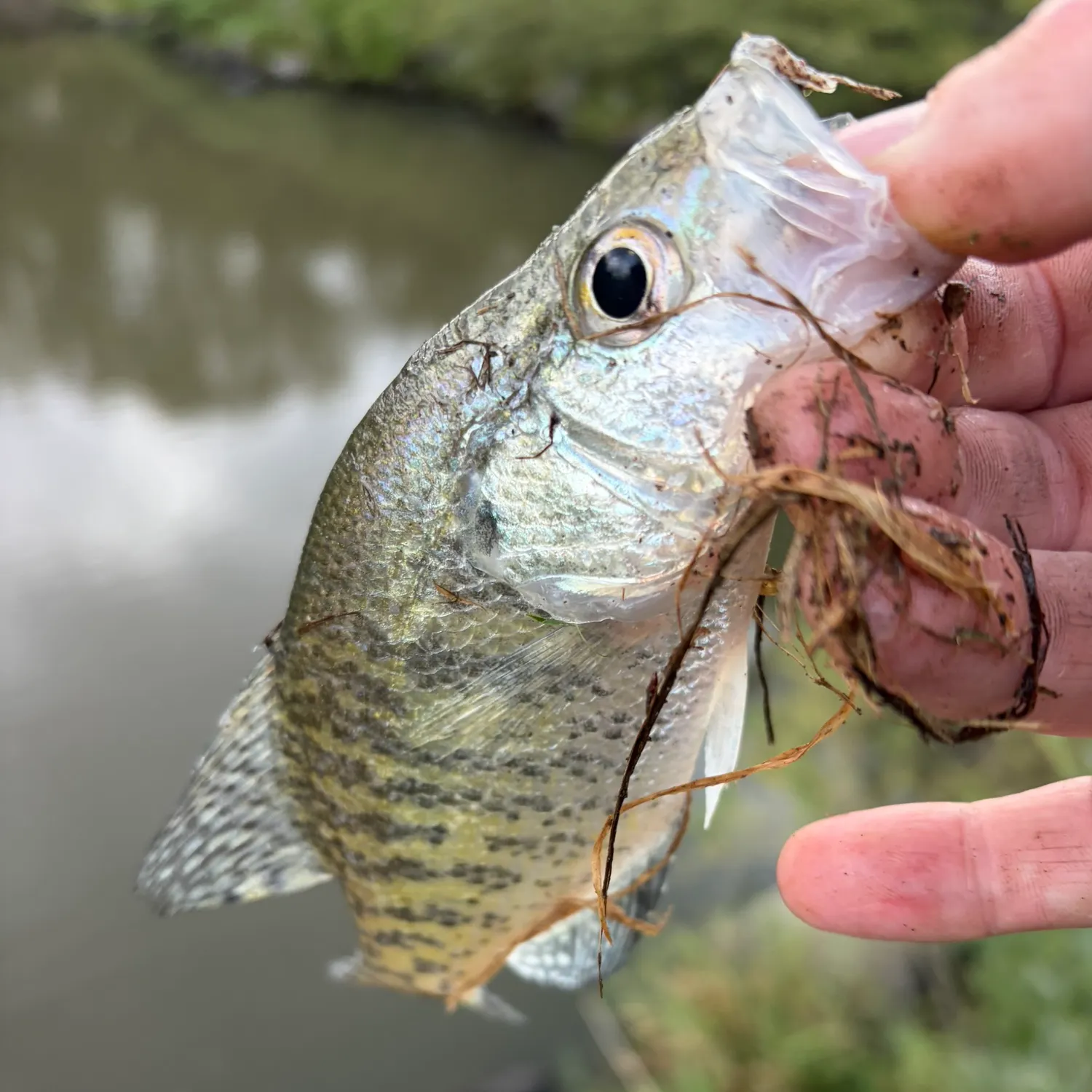 White crappie caught on Fishbrain