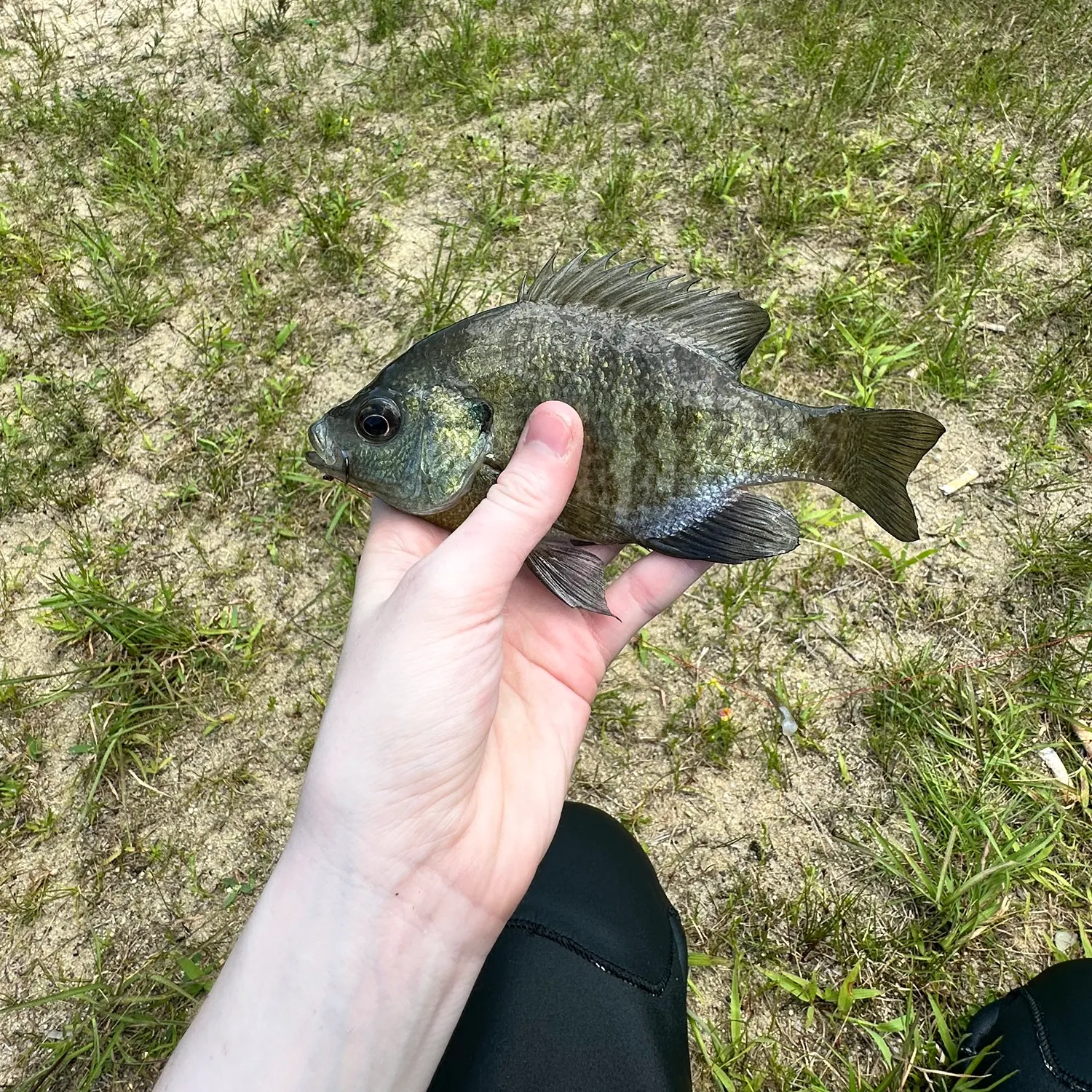 Bluegill caught on Fishbrain