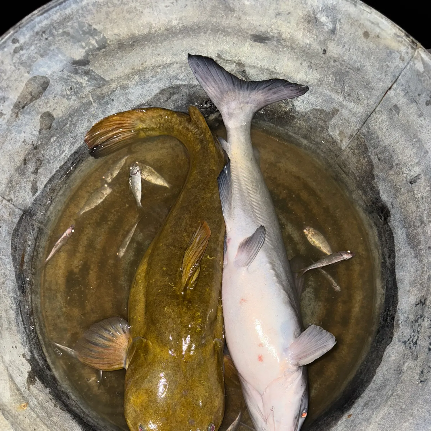 Channel catfish caught on Fishbrain