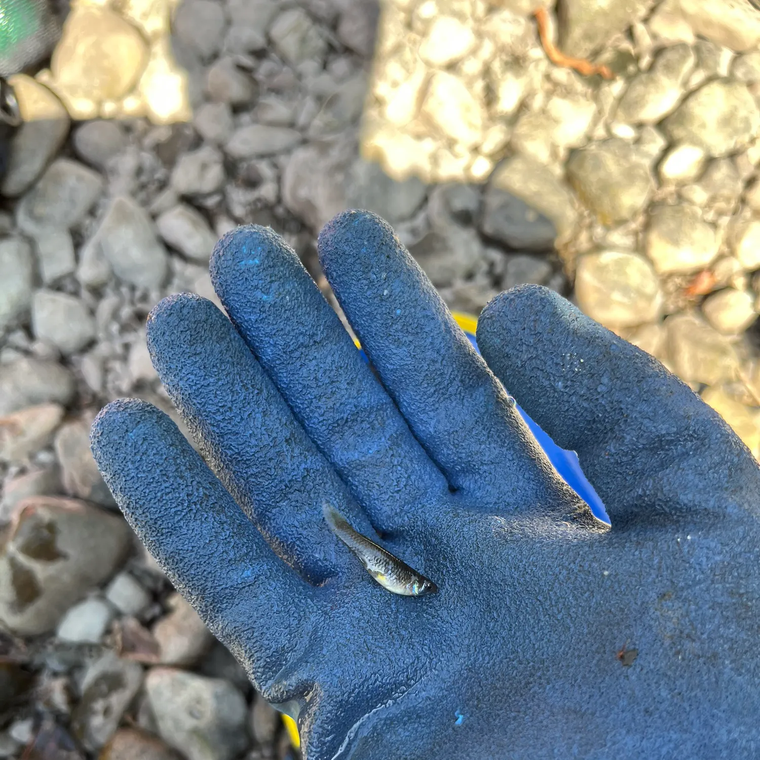 The most recent Western mosquitofish catches on Fishbrain
