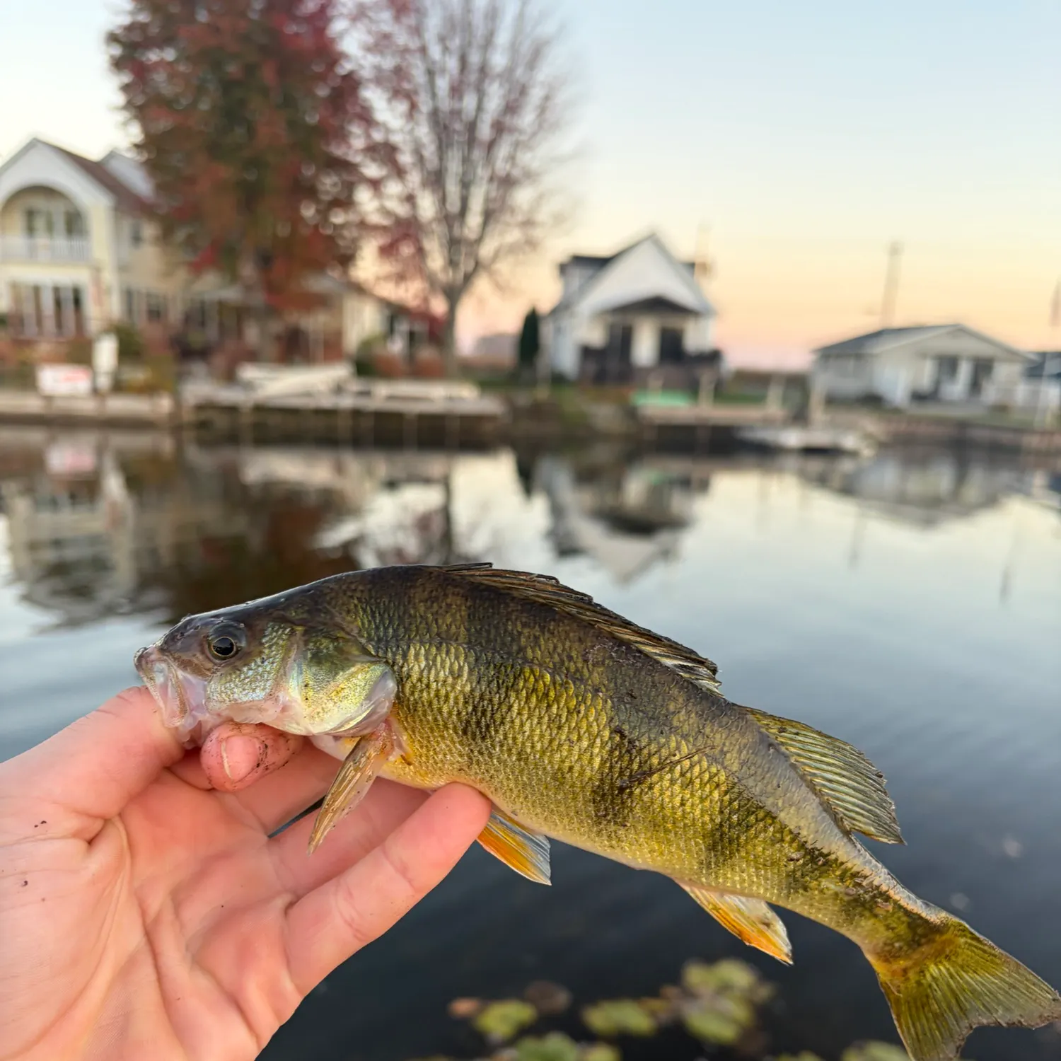 Yellow perch caught on Fishbrain