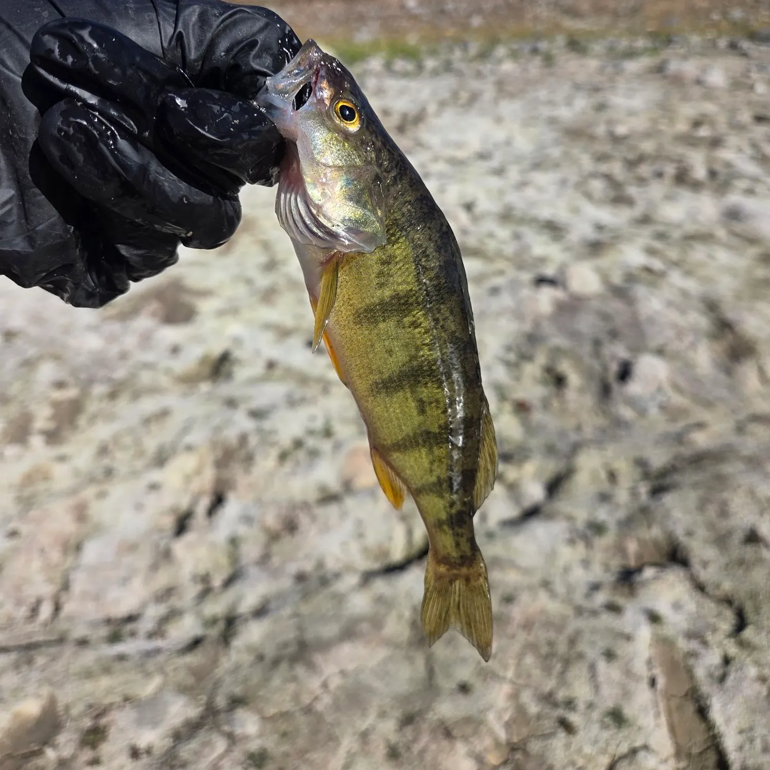 Yellow perch caught on Fishbrain
