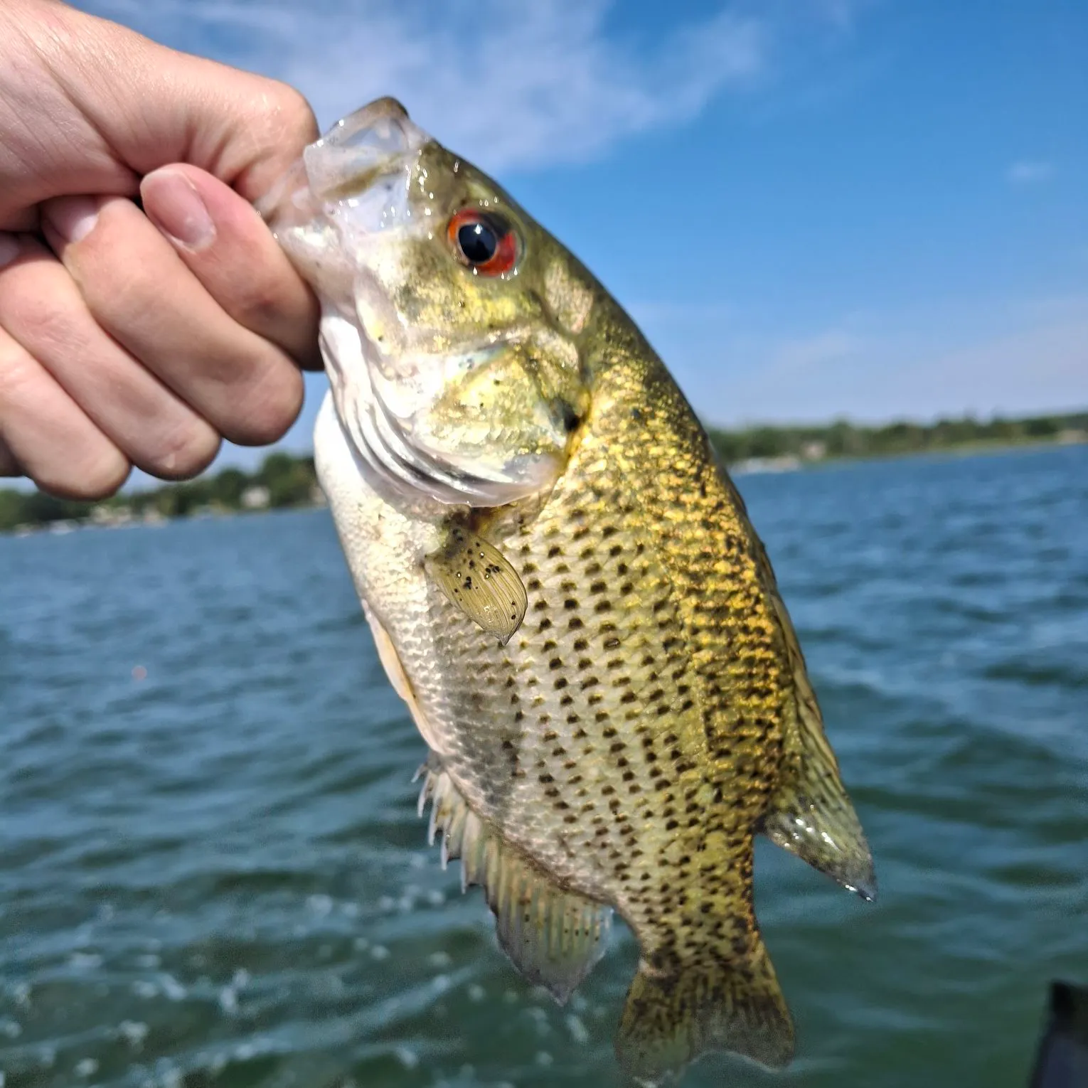 Rock bass caught on Fishbrain