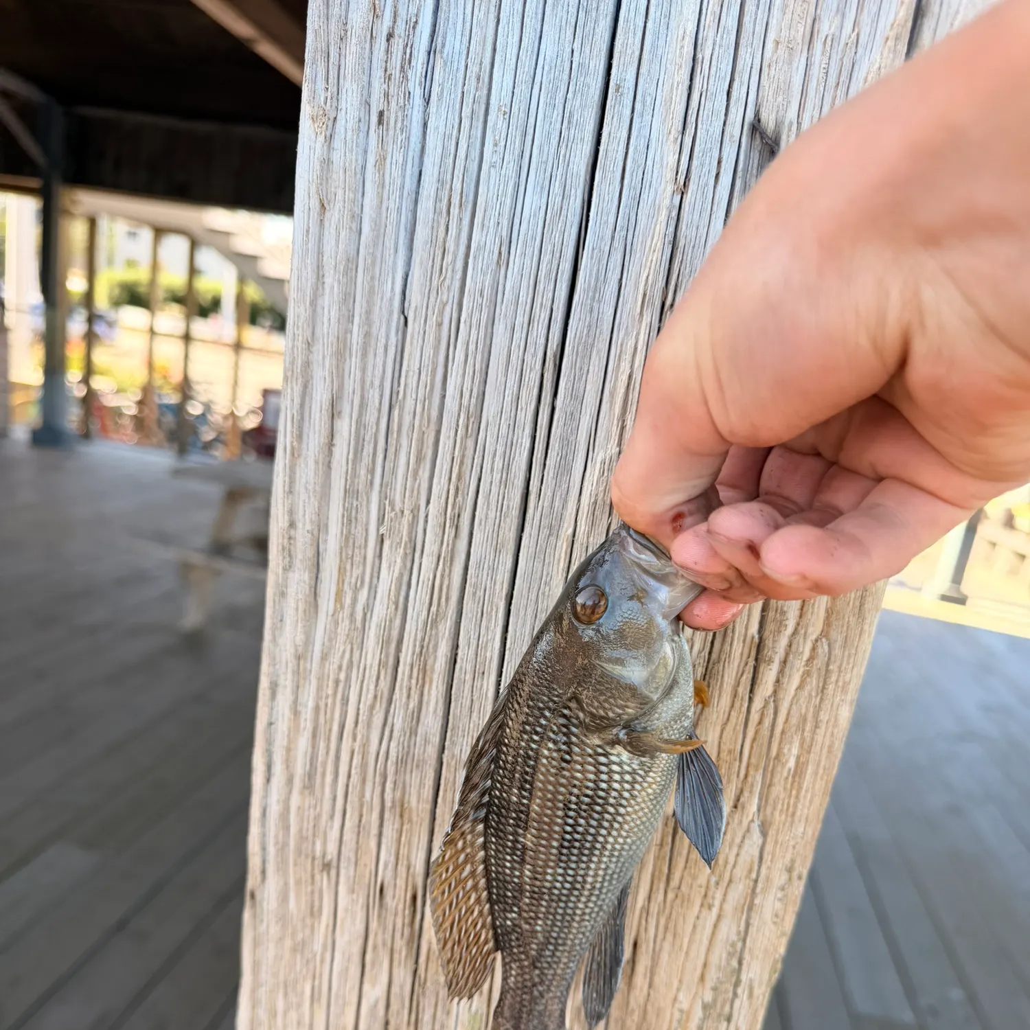 Black sea bass caught on Fishbrain
