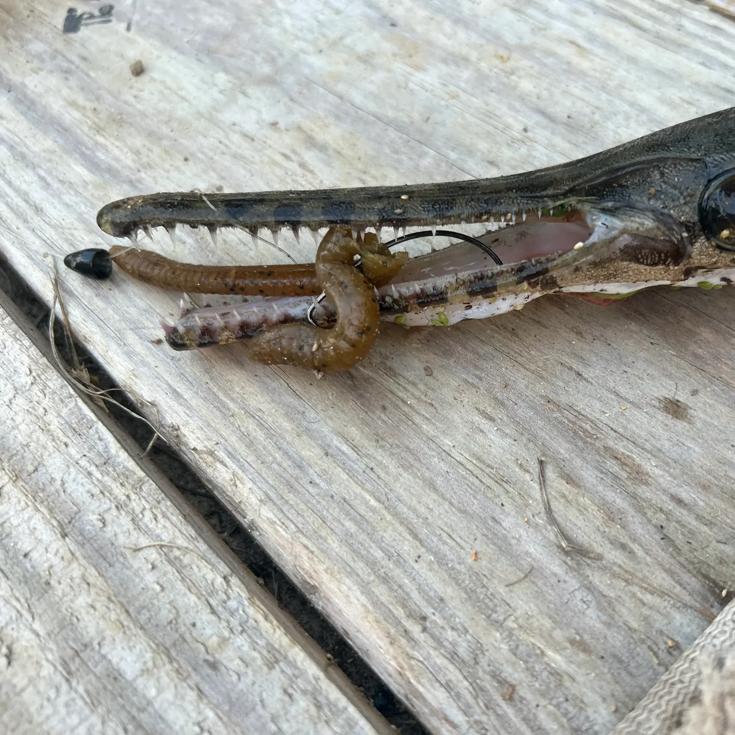 The most recent Spotted gar catches on Fishbrain