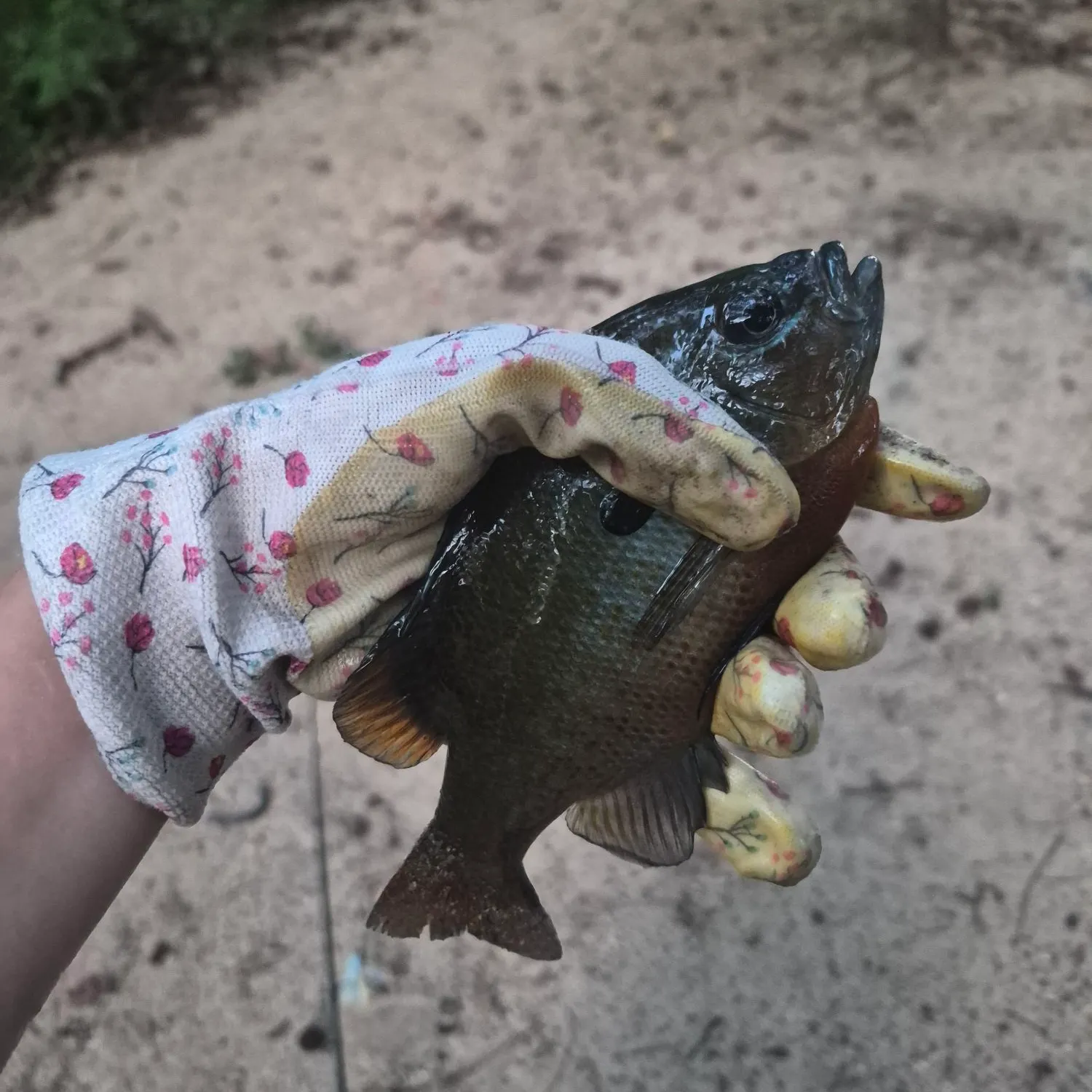 Redbreast sunfish caught on Fishbrain