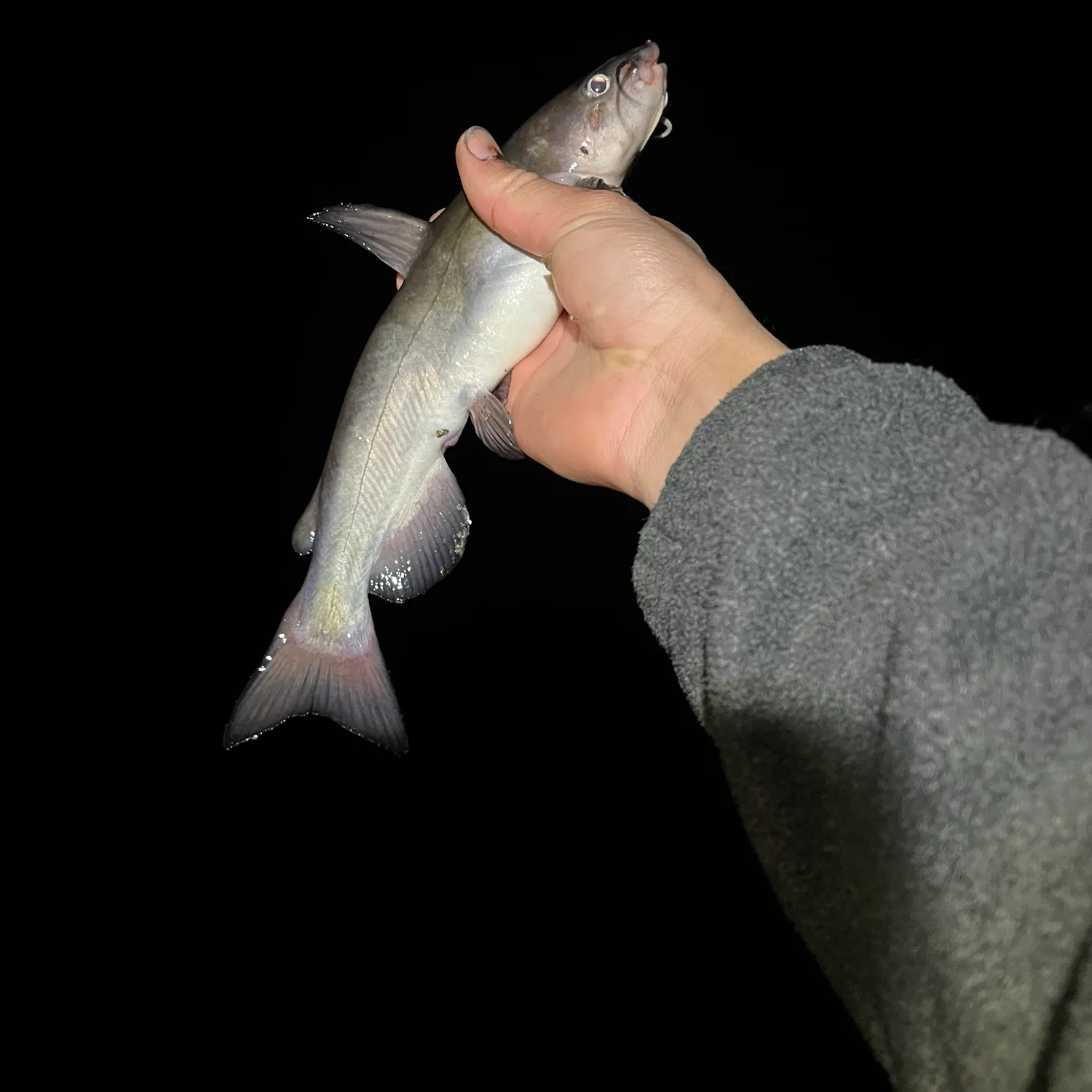 The most recent White bullhead catches on Fishbrain