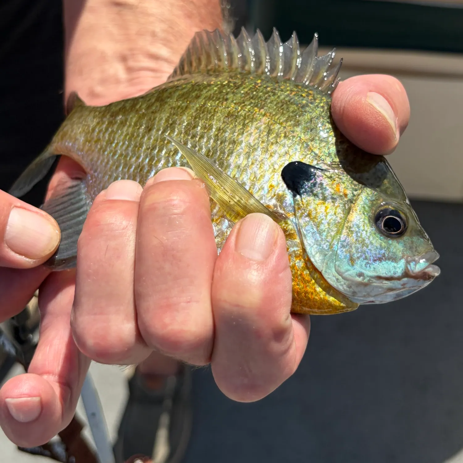 Bluegill caught on Fishbrain