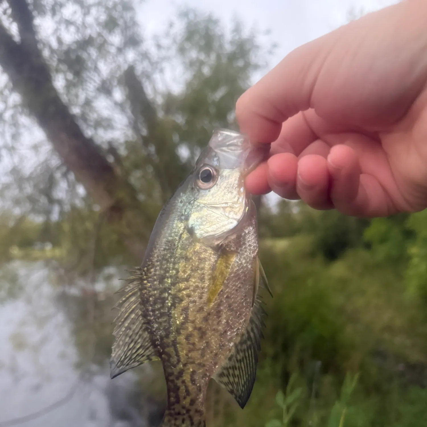 Black crappie caught on Fishbrain