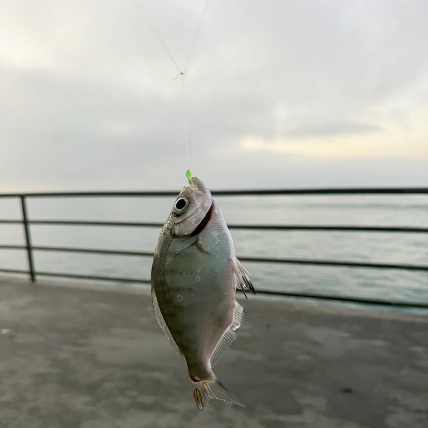 Californian salema caught on Fishbrain
