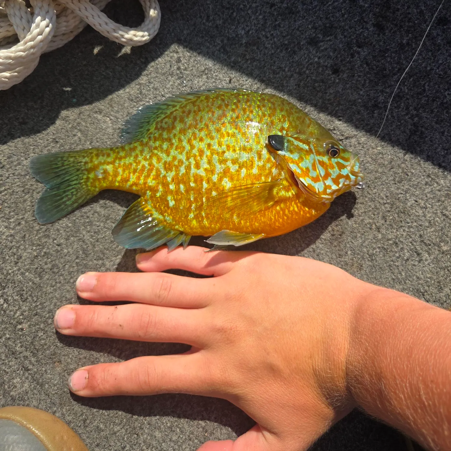 recently logged catches