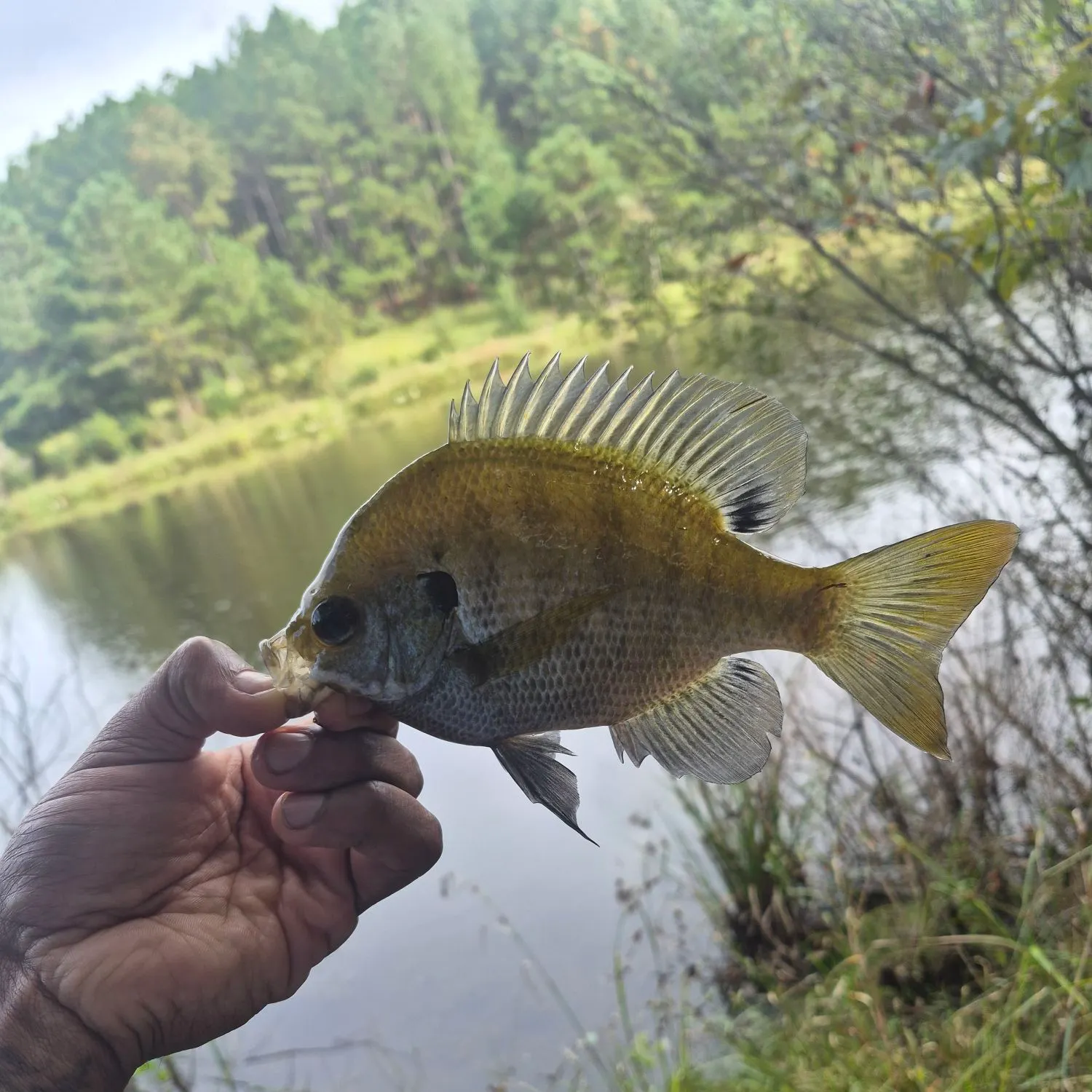 Bluegill caught on Fishbrain