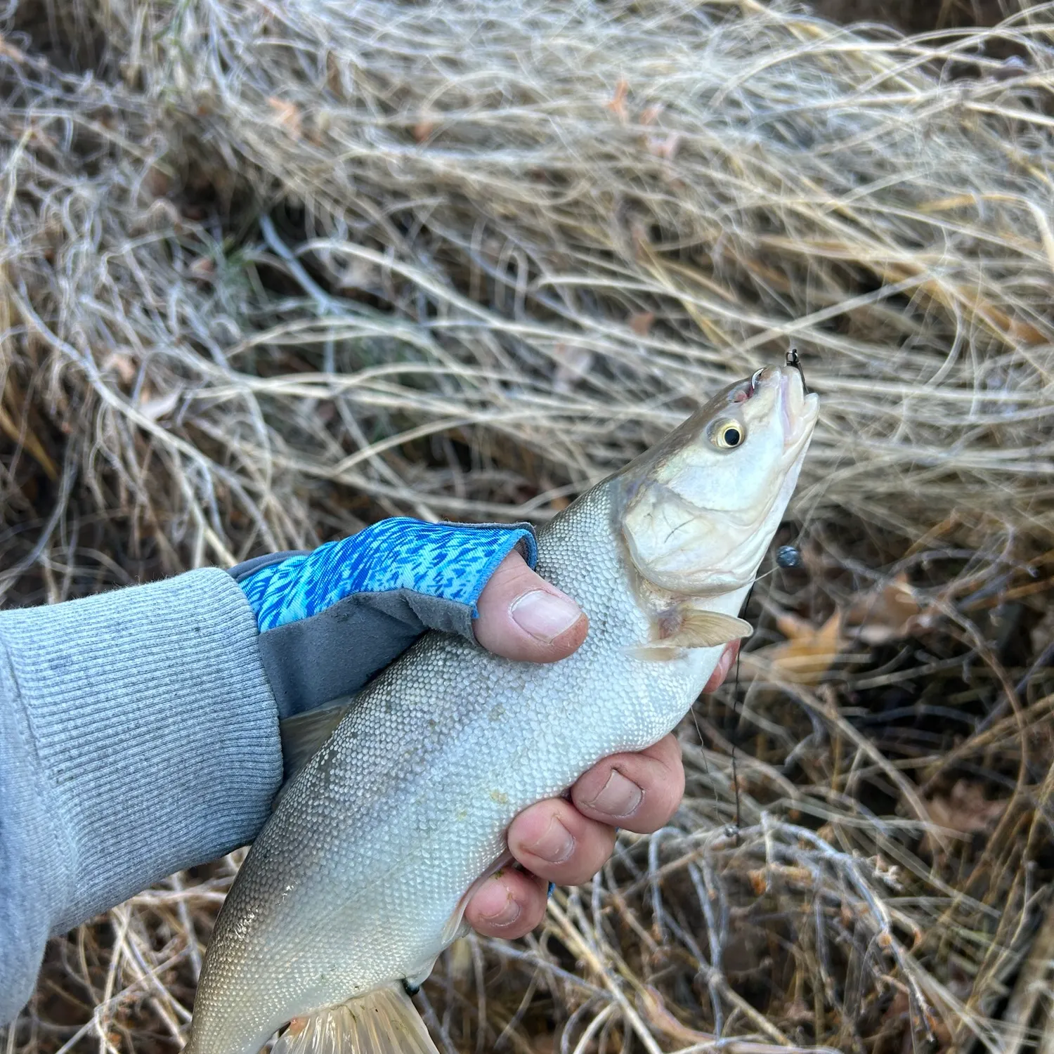 The most recent Roundtail chub catches on Fishbrain