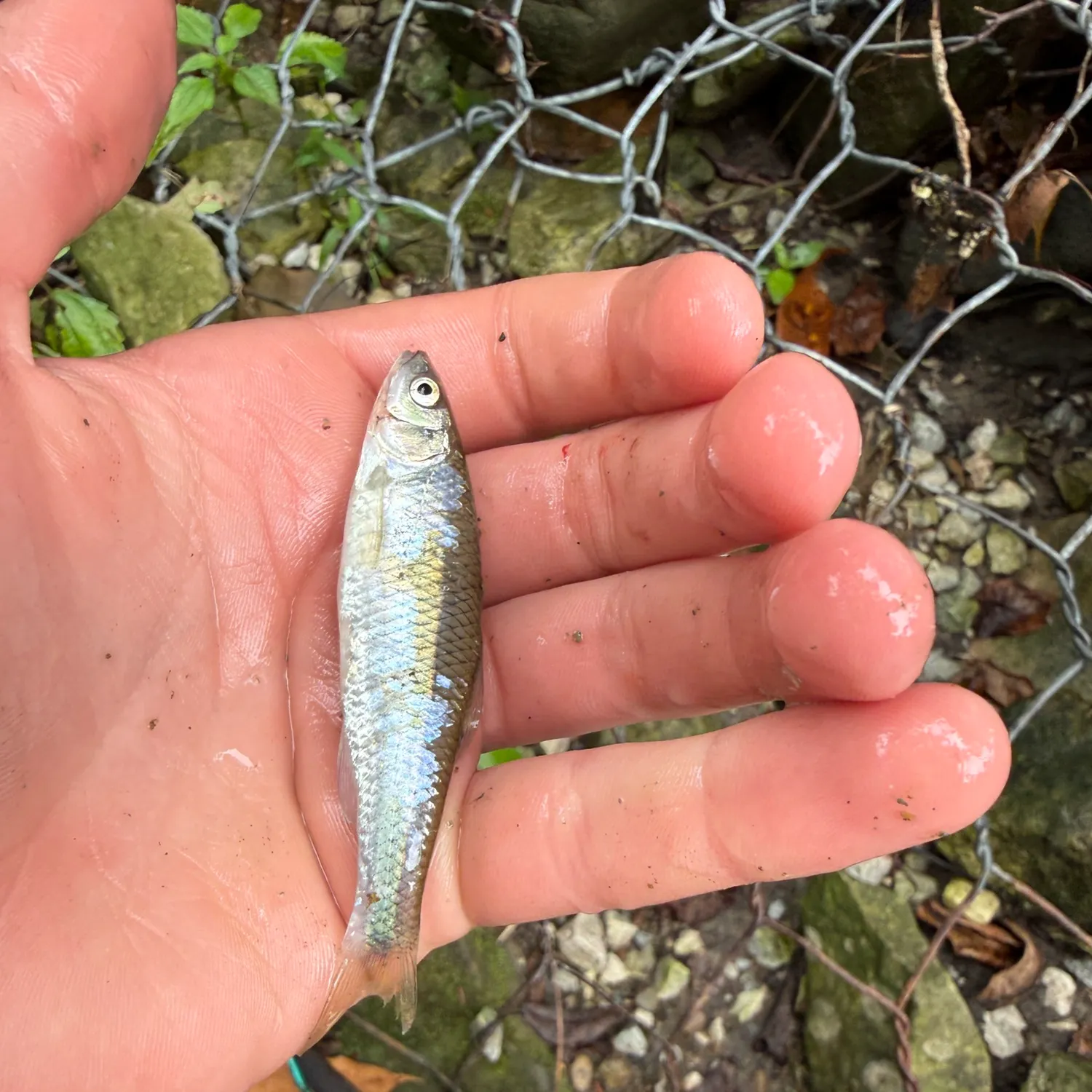 The most recent Spotfin shiner catches on Fishbrain