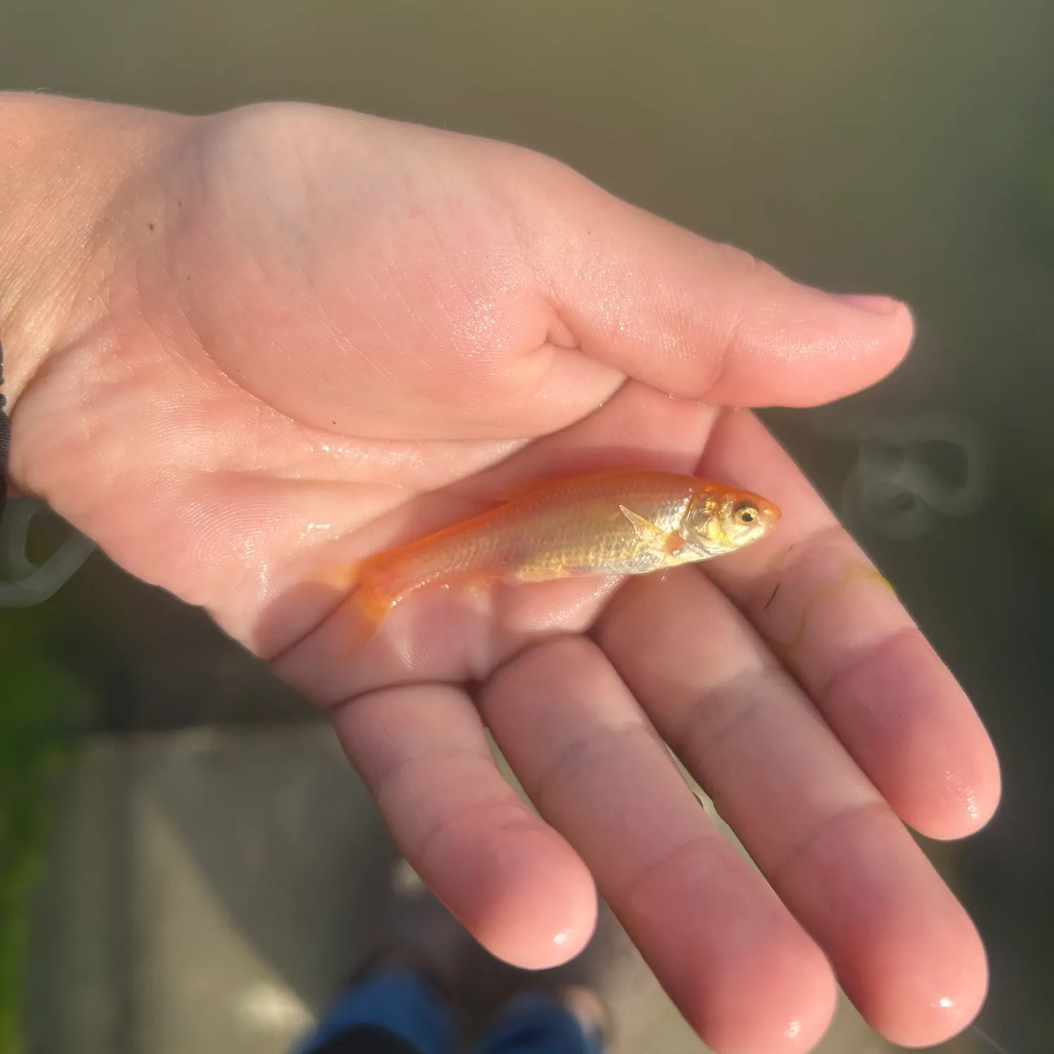 The most recent Fathead minnow catches on Fishbrain