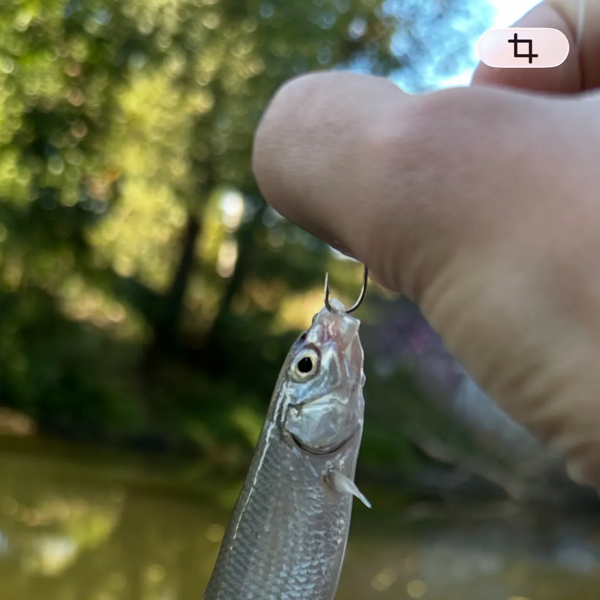 Common dace caught on Fishbrain