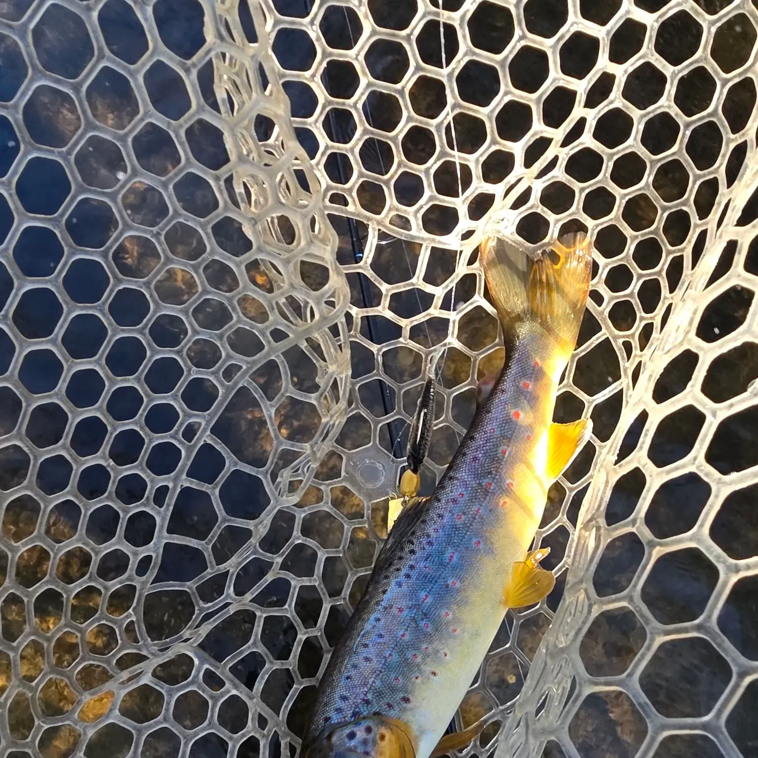 Brown trout caught on Fishbrain
