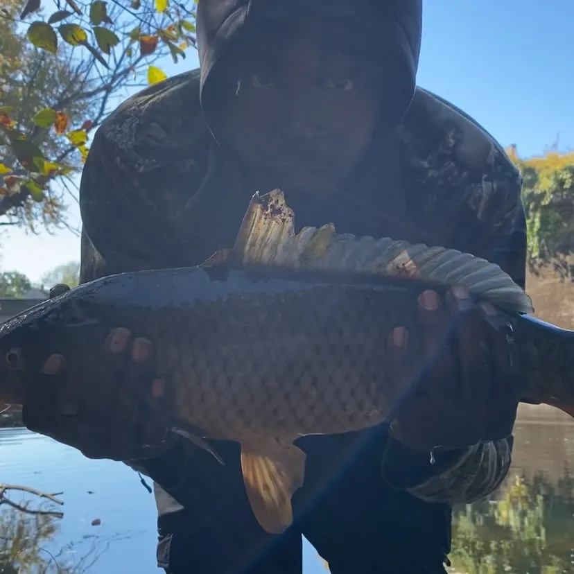 Common carp caught on Fishbrain