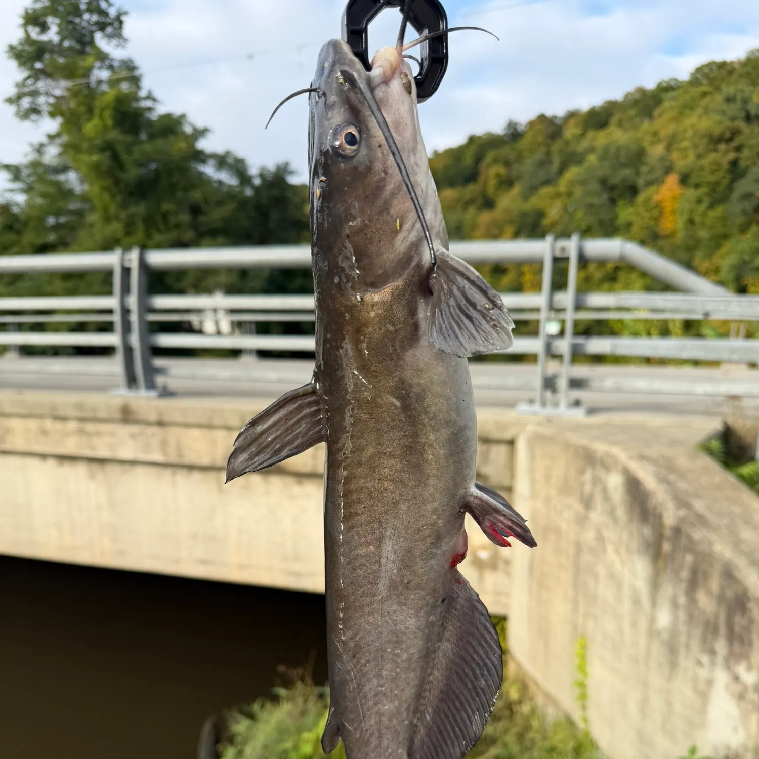 Channel catfish caught on Fishbrain