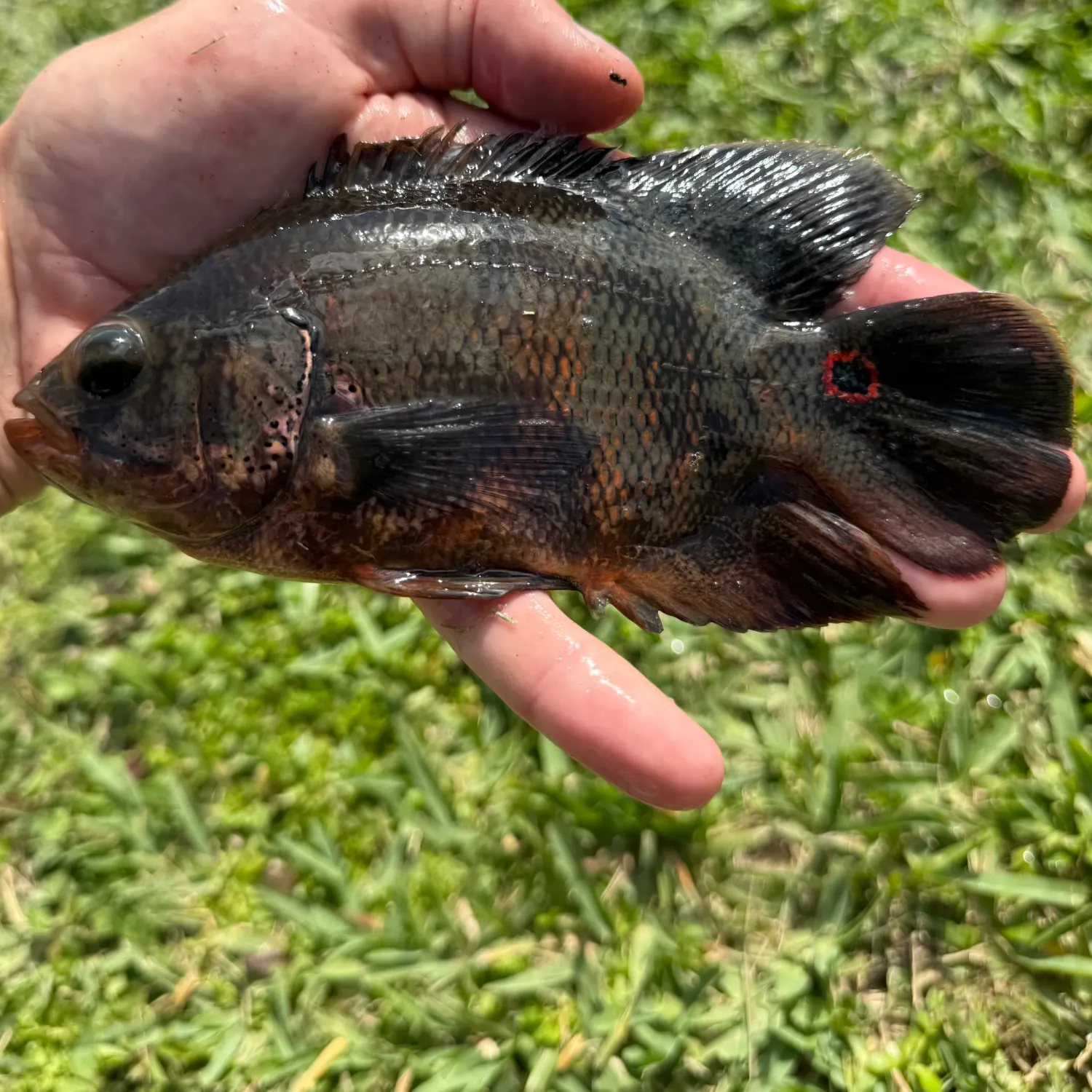 The most recent Oscar catches on Fishbrain