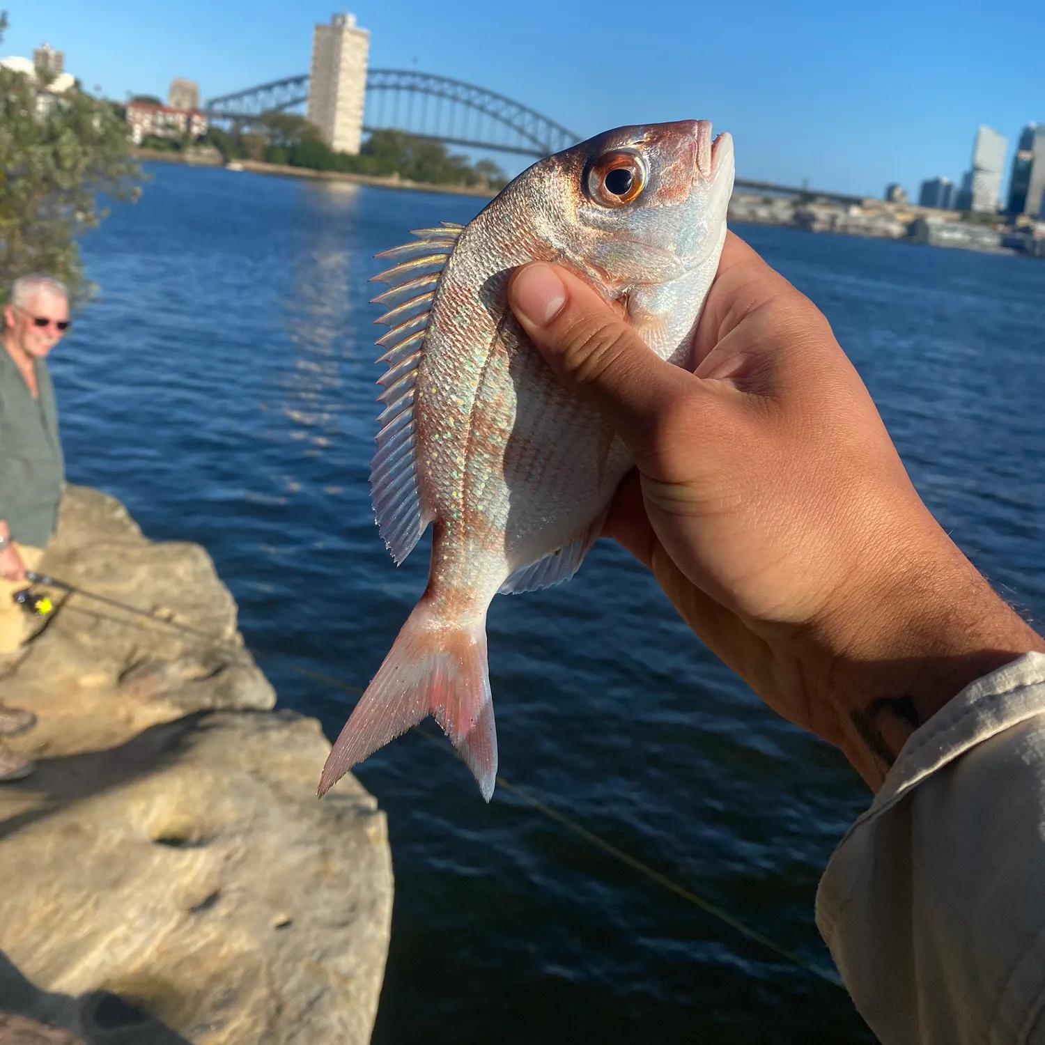 The most recent Australasian snapper catches on Fishbrain