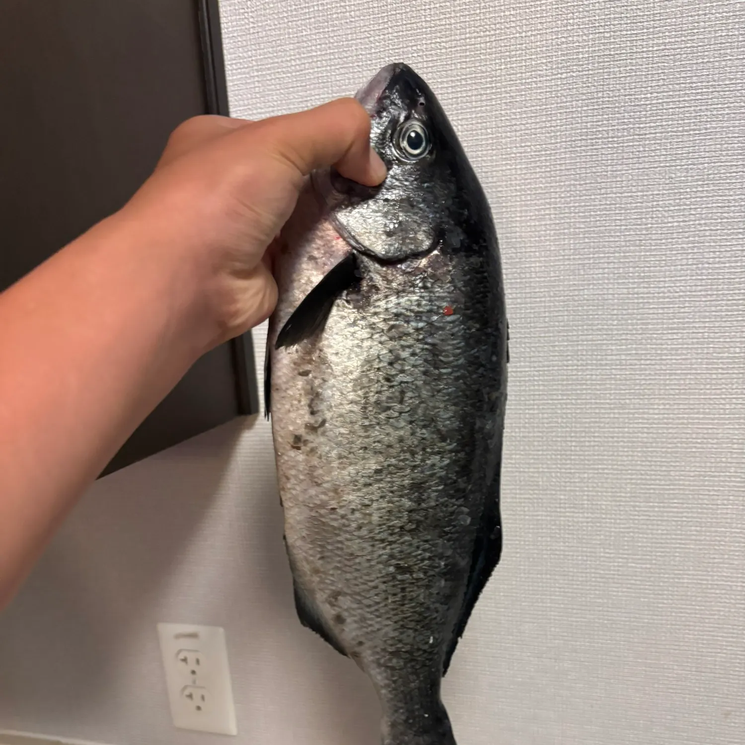 The most recent Halfmoon catches on Fishbrain