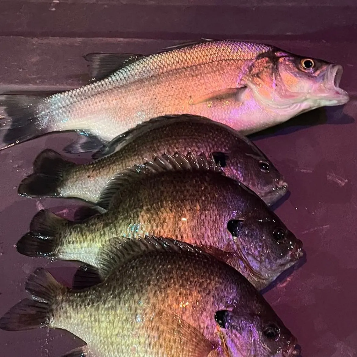 recently logged catches