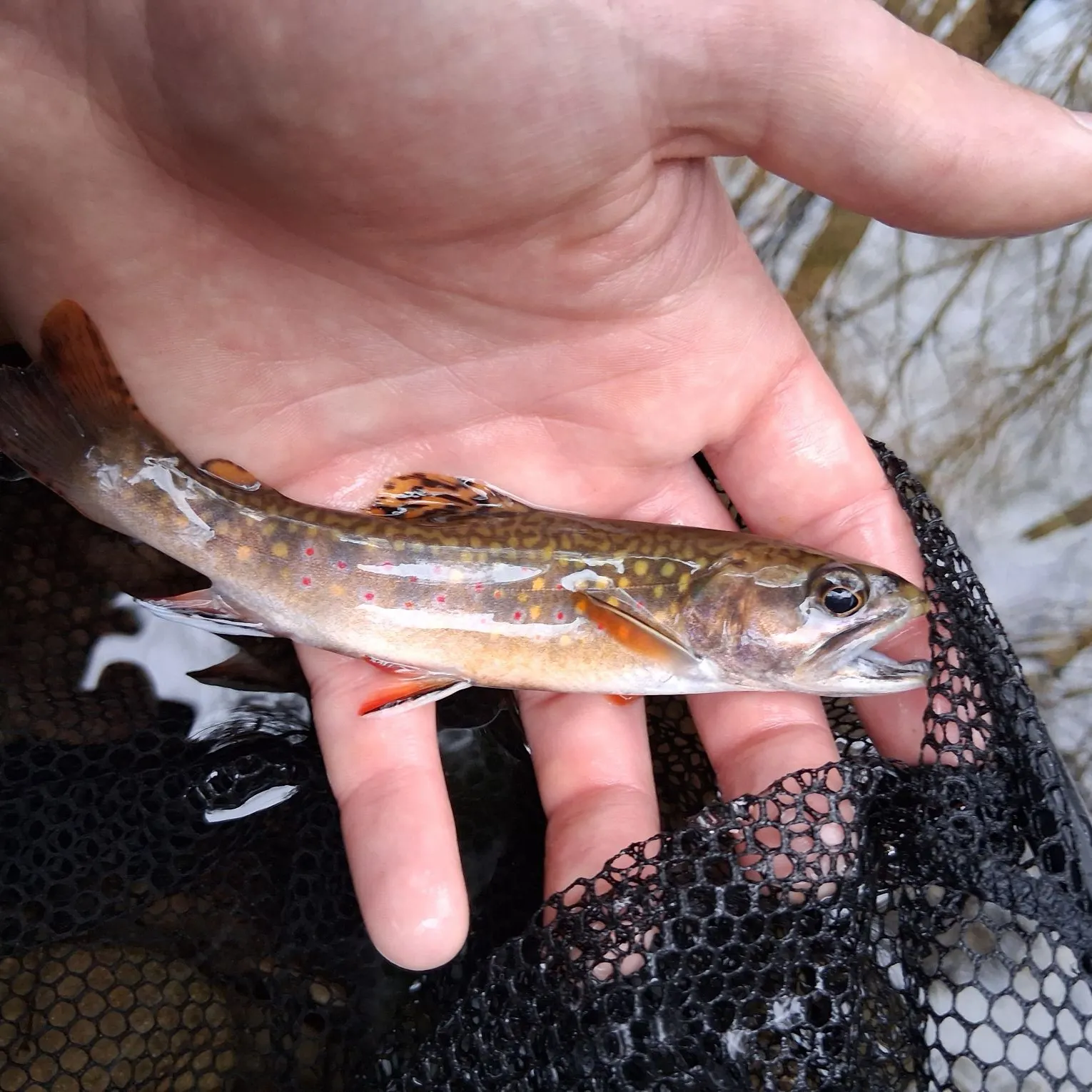The most recent Brook trout catches on Fishbrain
