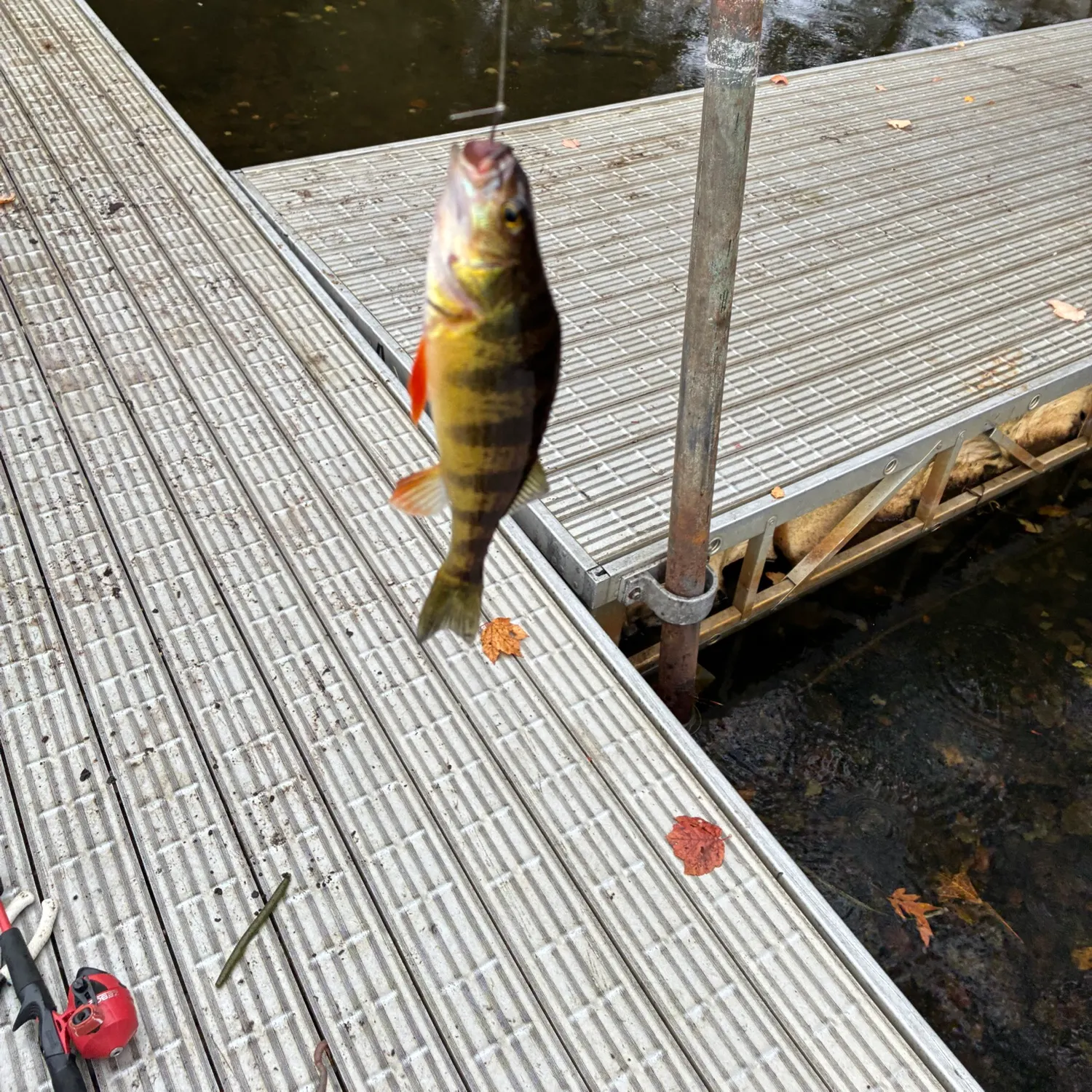 Yellow perch caught on Fishbrain