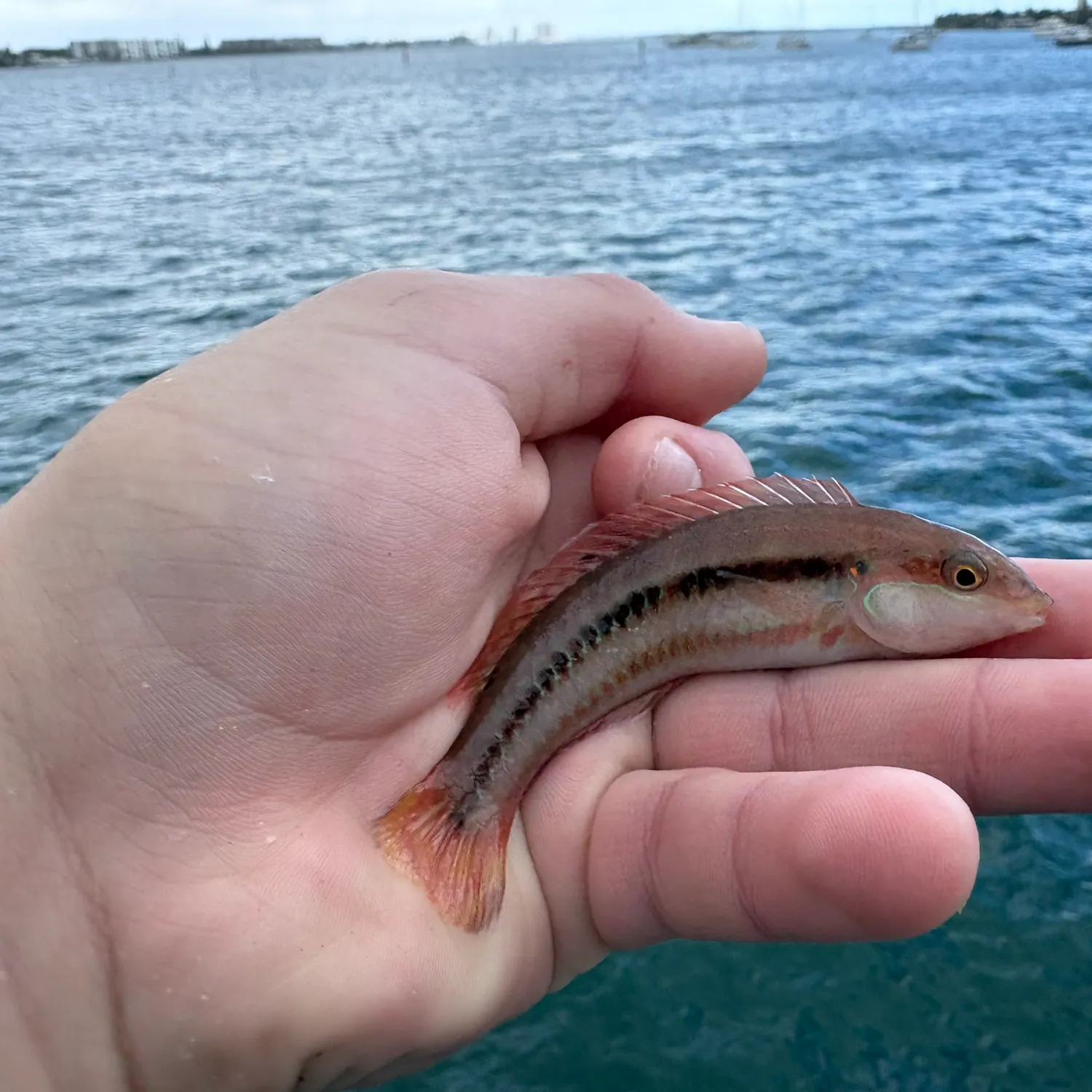 The most recent Slippery dick wrasse catches on Fishbrain