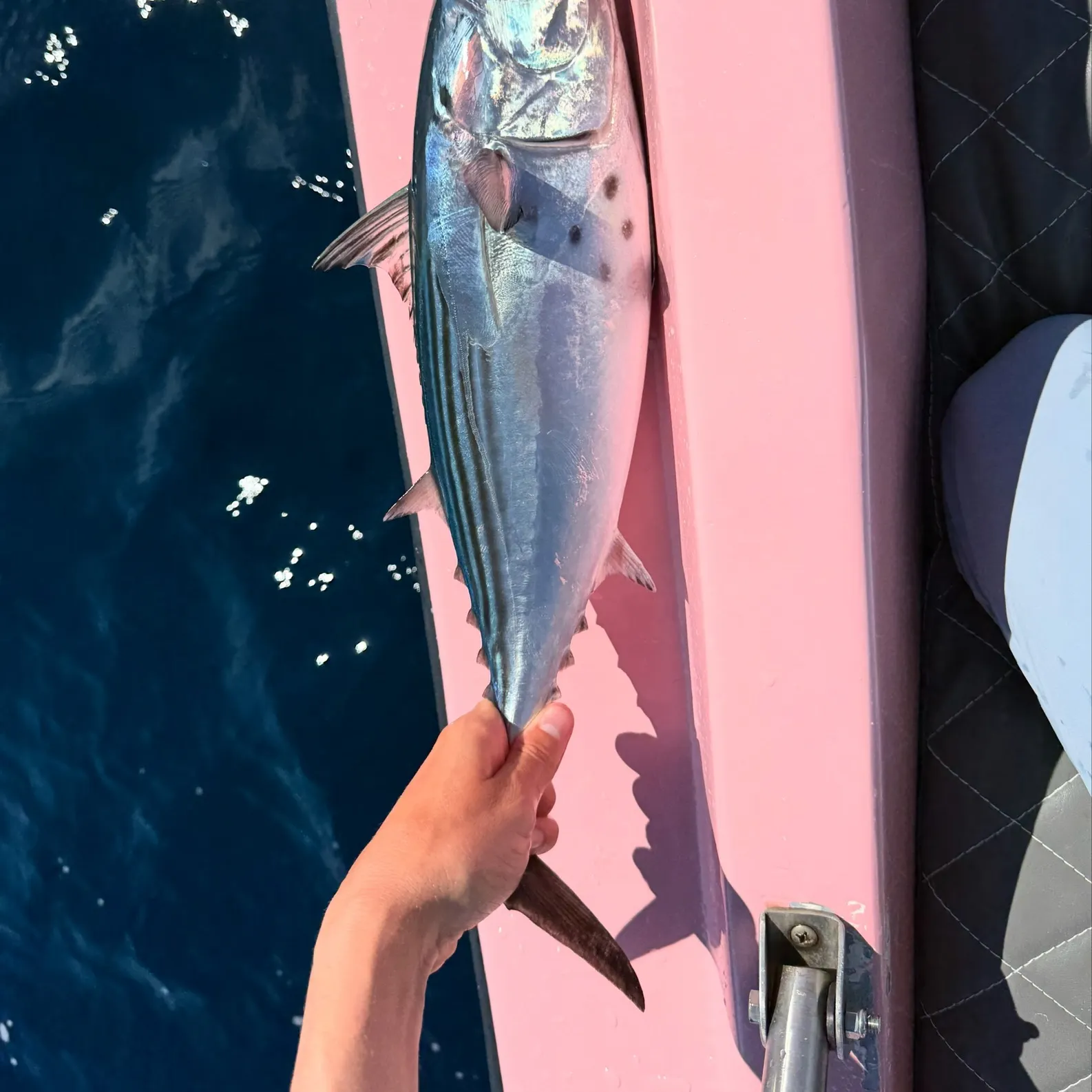 The most recent Black skipjack tuna catches on Fishbrain