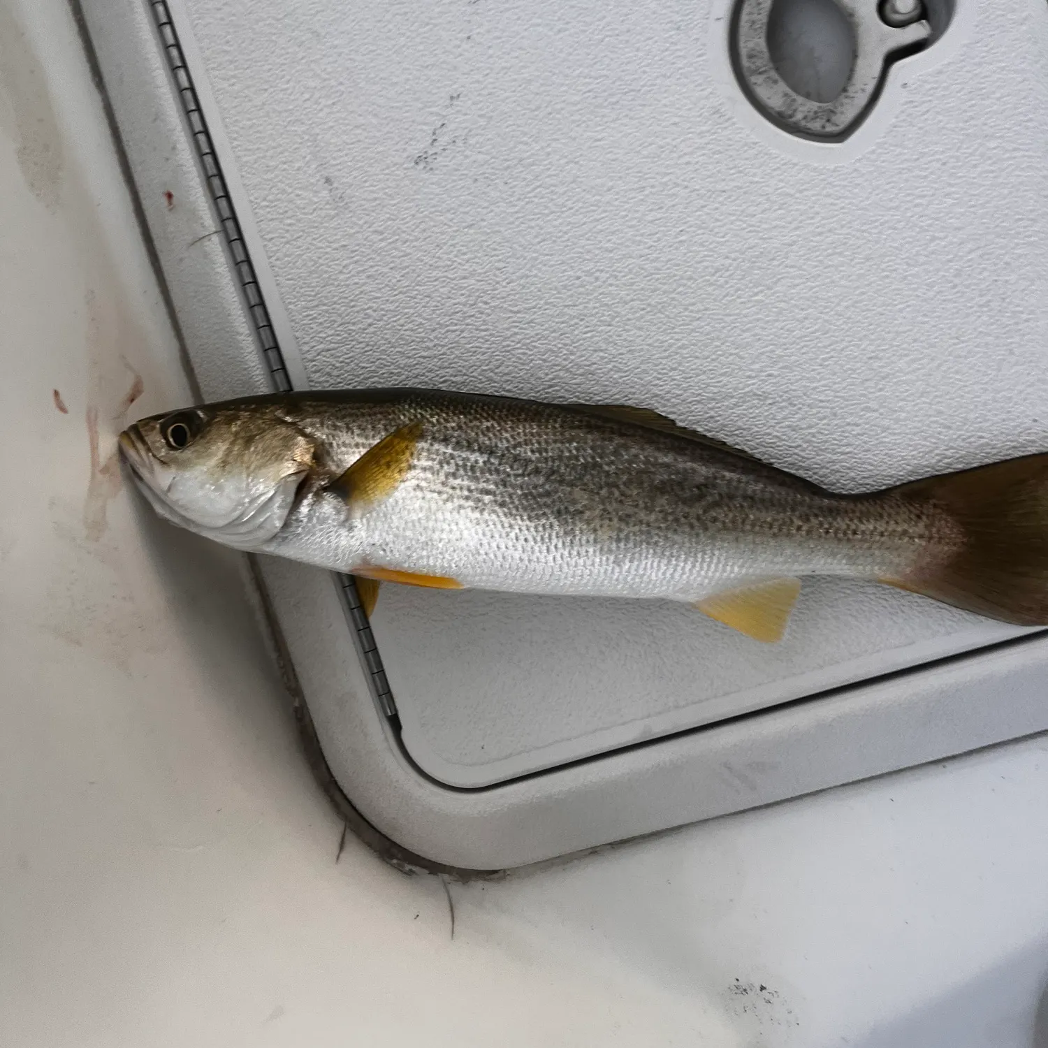 The most recent Silver seatrout catches on Fishbrain