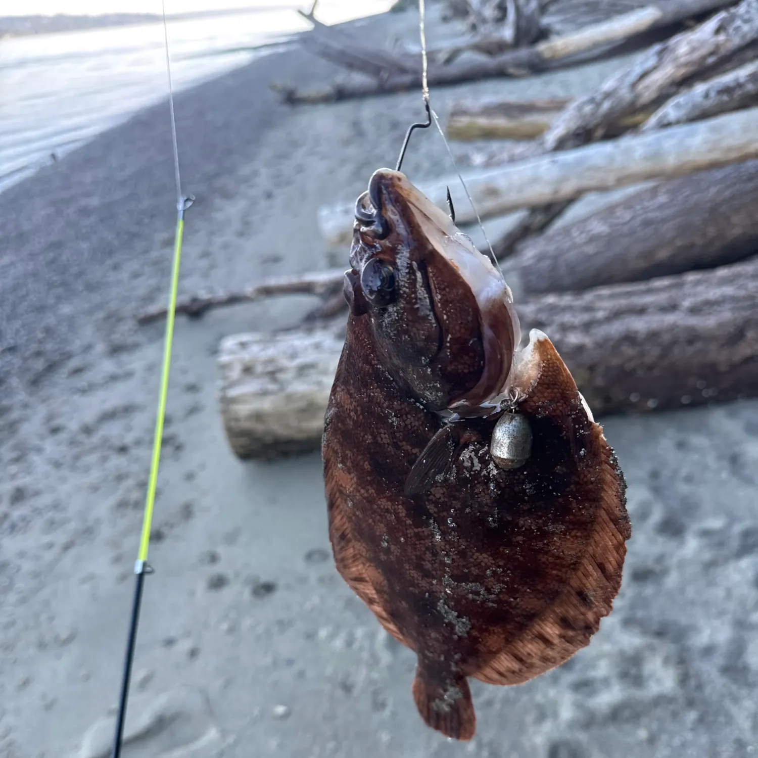 Pacific halibut caught on Fishbrain