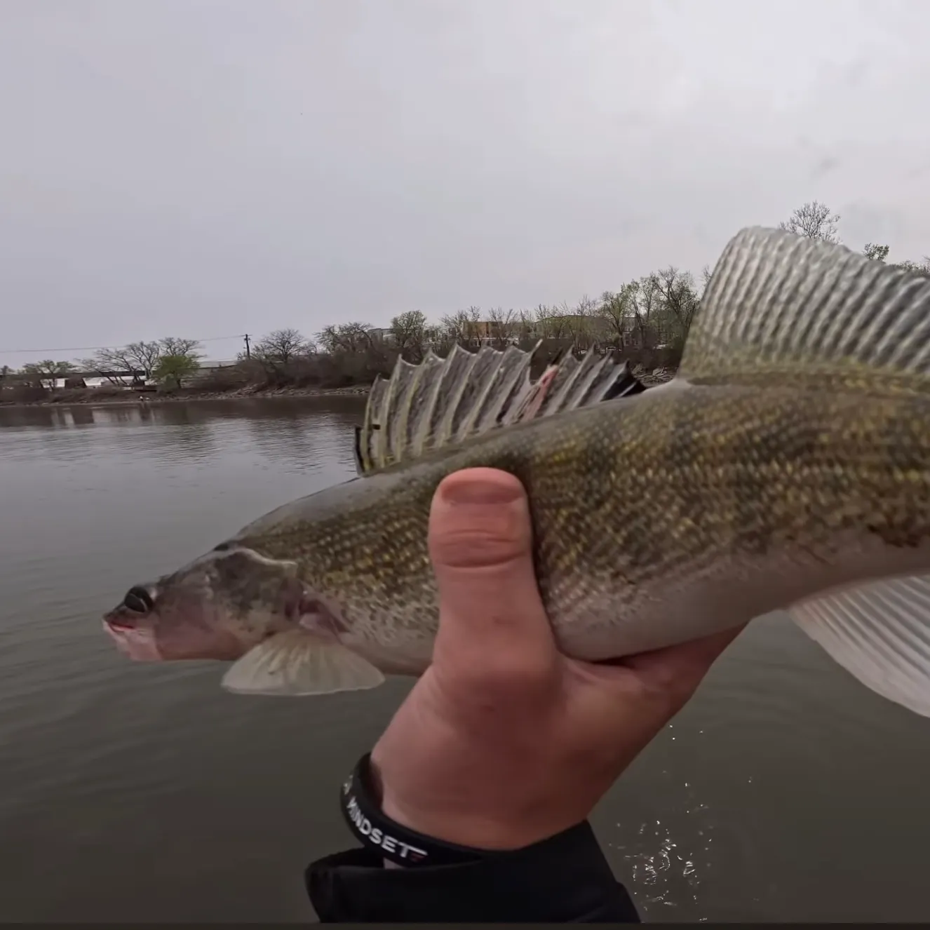 The most recent Sauger catches on Fishbrain