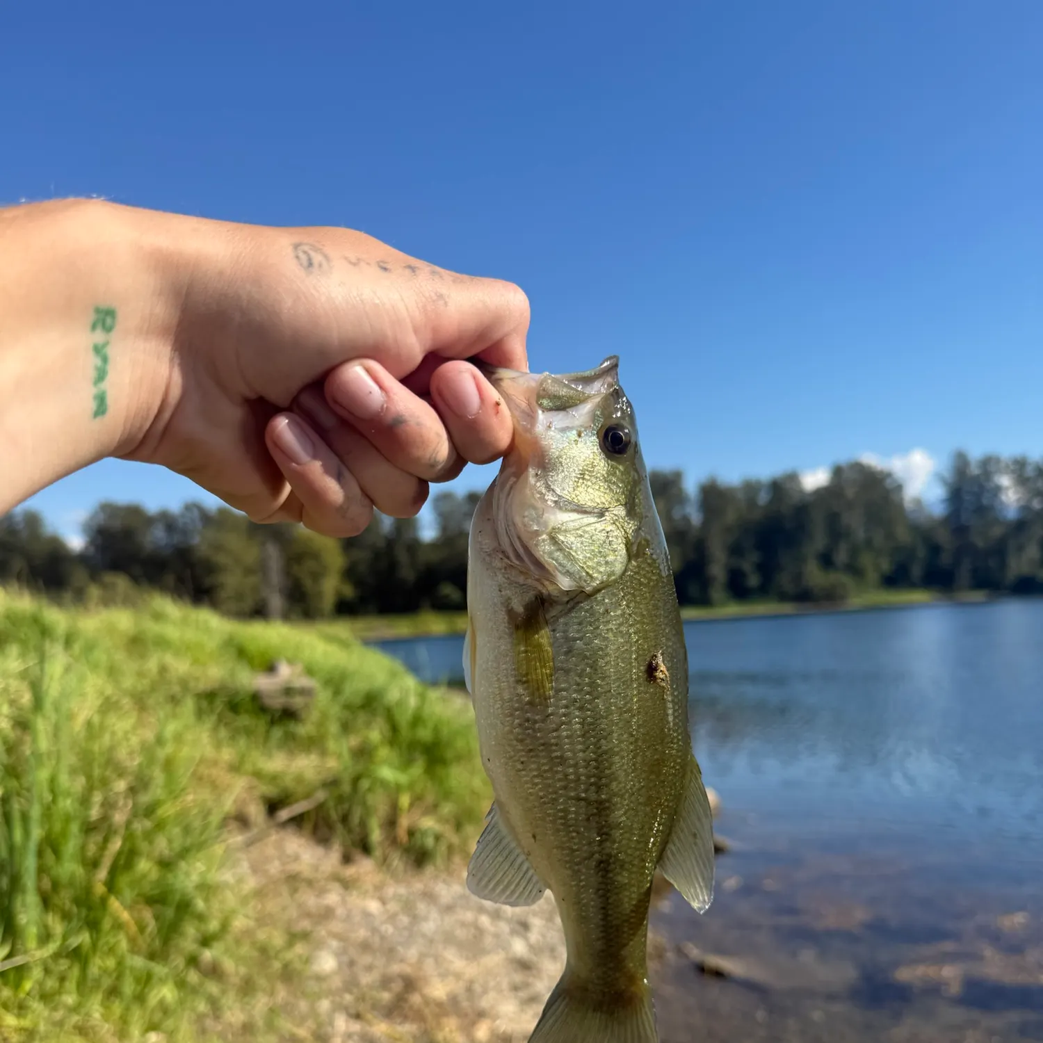 Largemouth bass caught on Fishbrain