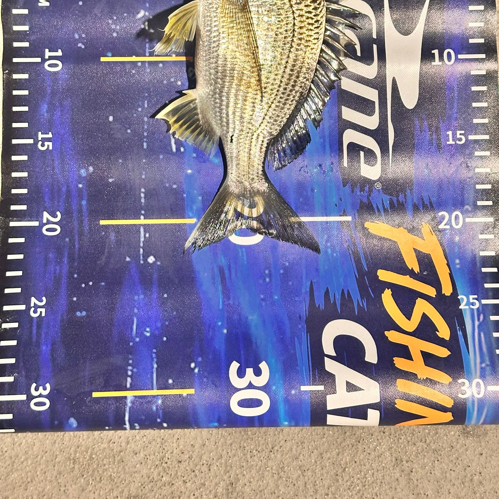 Surf bream caught on Fishbrain
