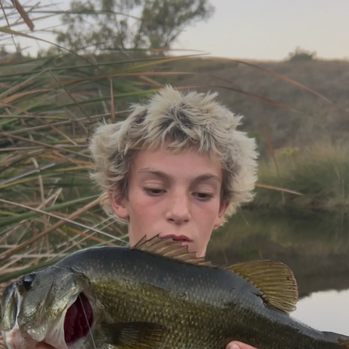 Largemouth bass caught on Fishbrain