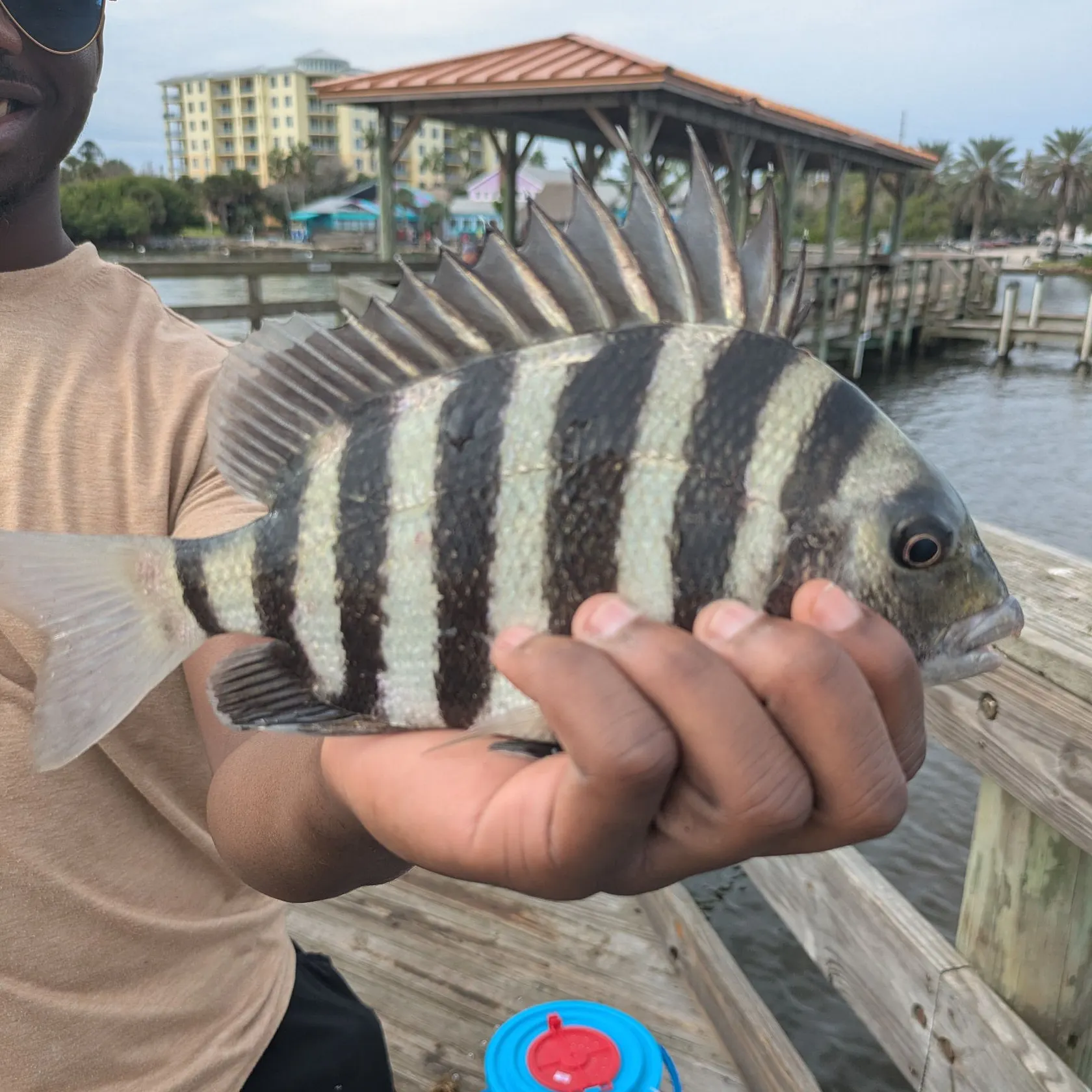 Sheepshead caught on Fishbrain