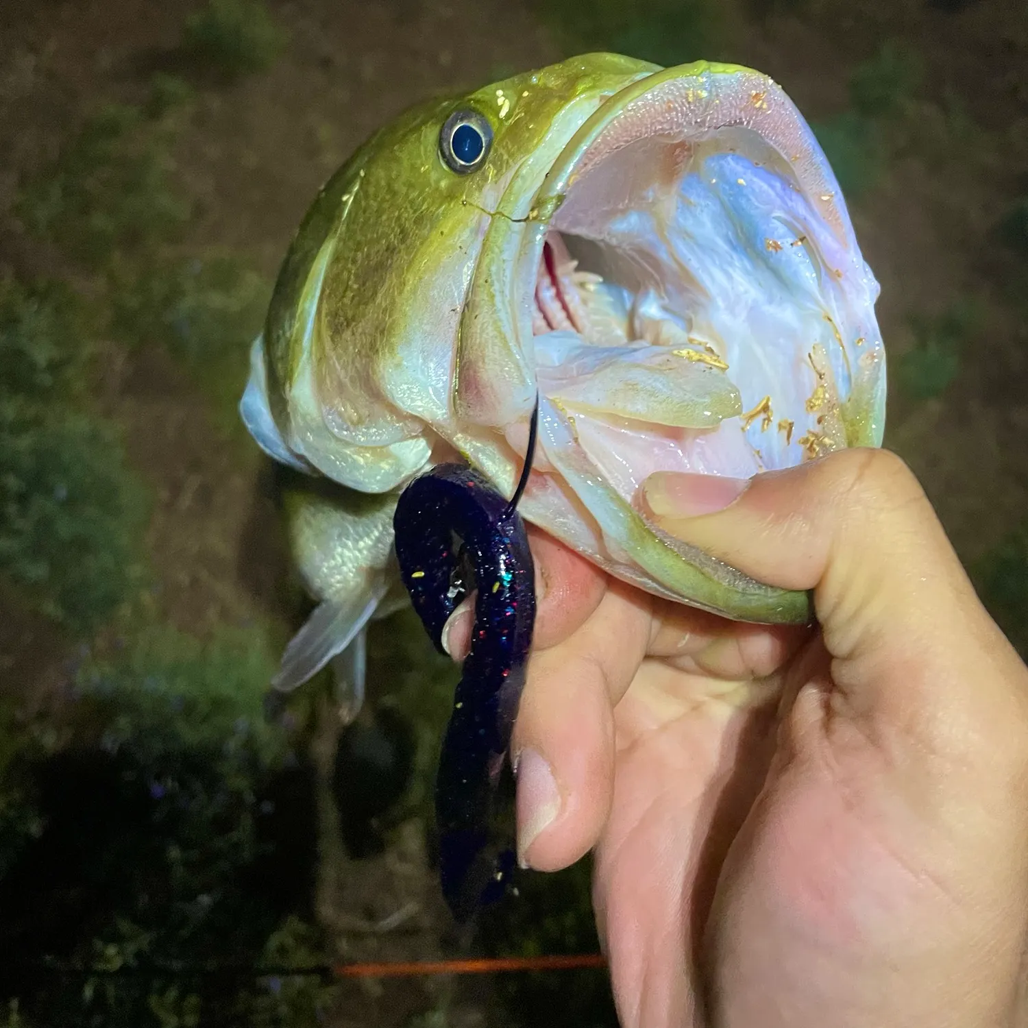 Fish caught on Fishbrain