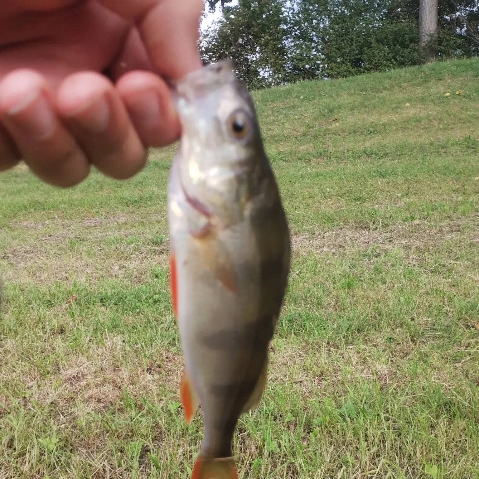 European perch caught on Fishbrain